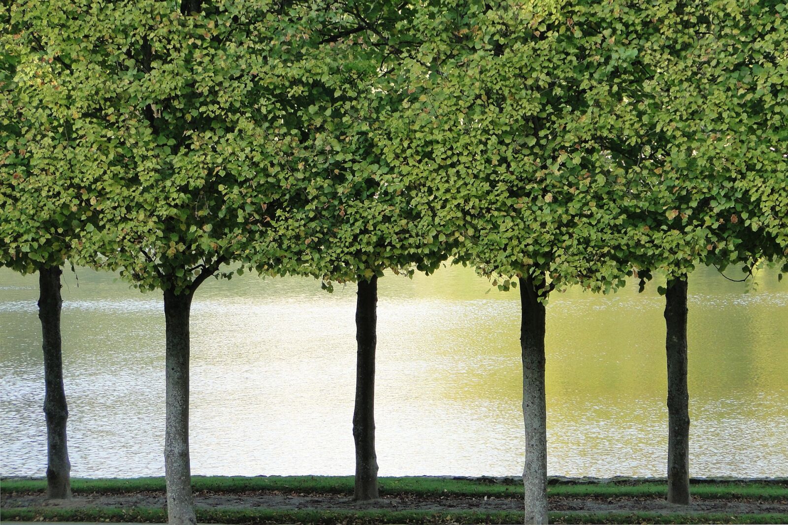 Sony Cyber-shot DSC-HX1 sample photo. Trees, reflections, water photography