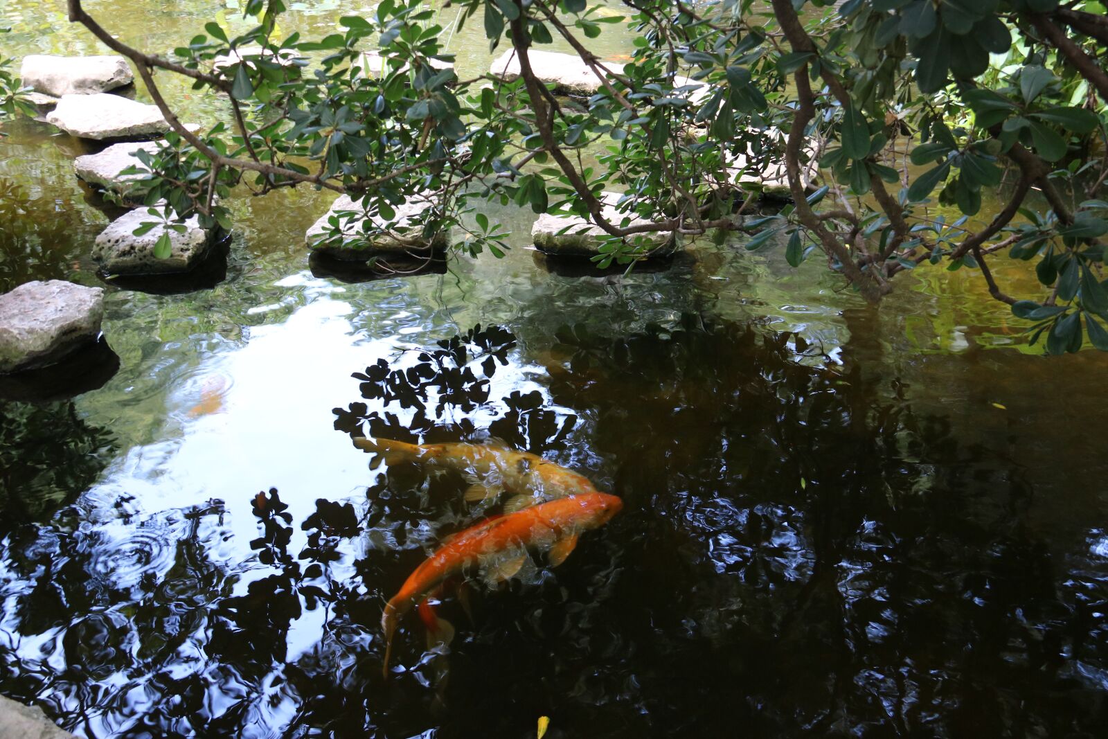 Canon EOS 750D (EOS Rebel T6i / EOS Kiss X8i) + Canon EF-S 18-200mm F3.5-5.6 IS sample photo. Koi, fish, nature photography
