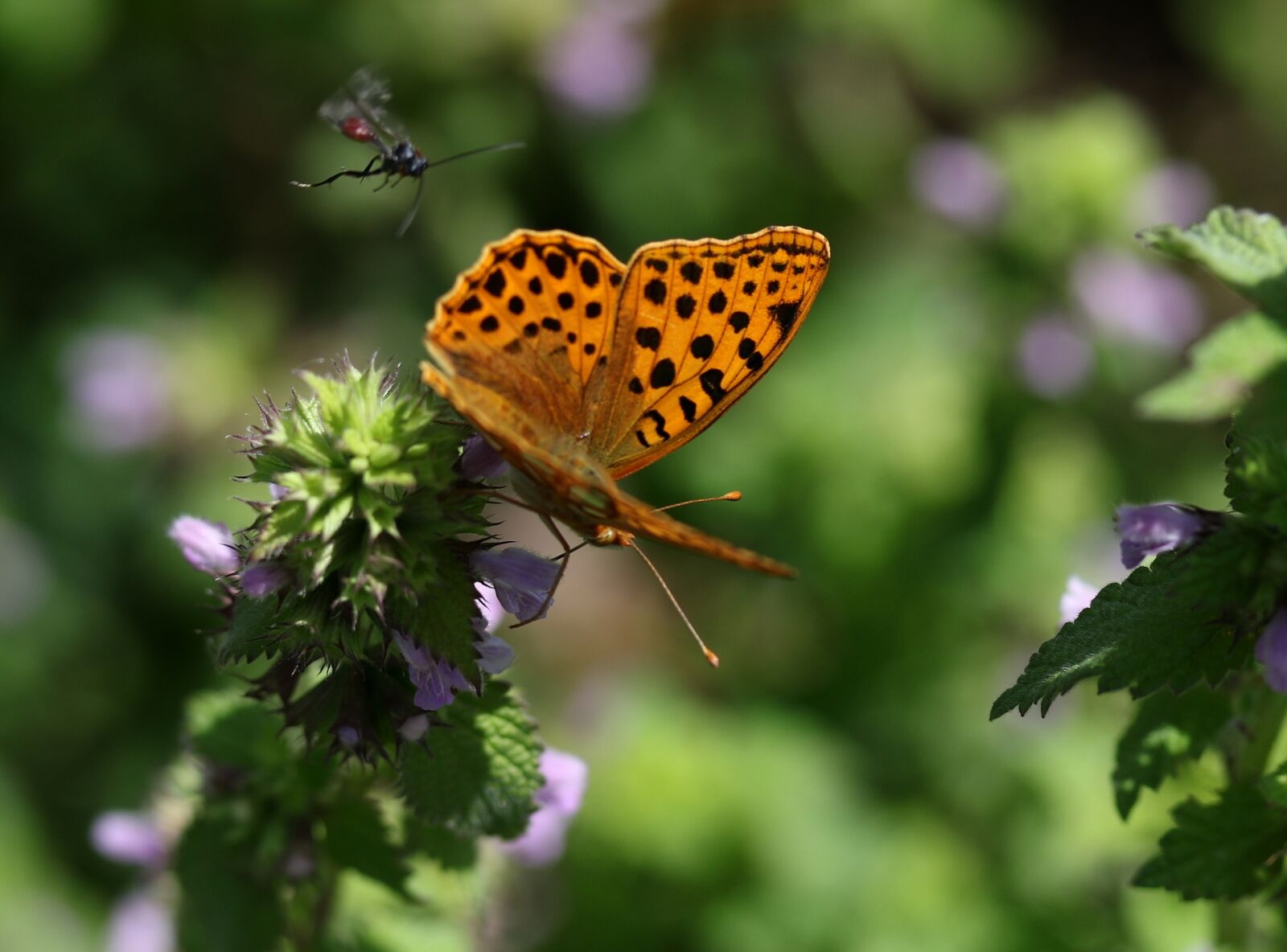 Canon EF-S 60mm F2.8 Macro USM sample photo. Butterfly, brown, wings photography