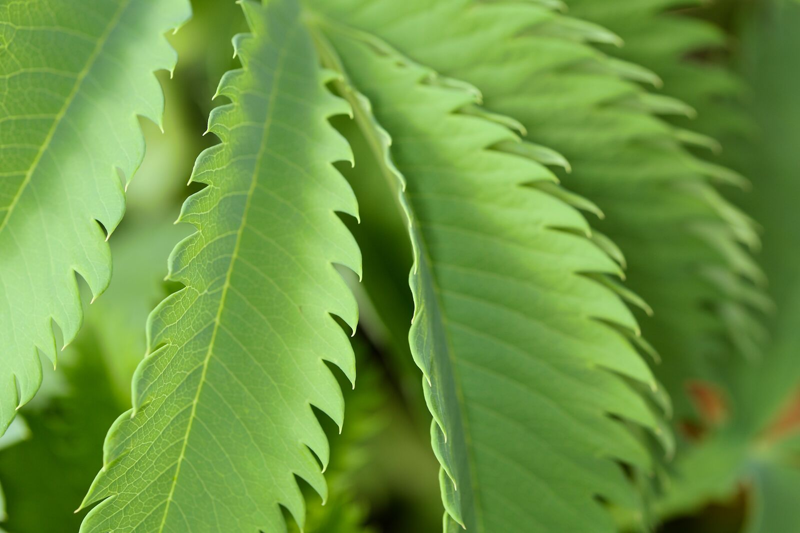 Canon EOS 6D sample photo. Leaf, plant, nature photography