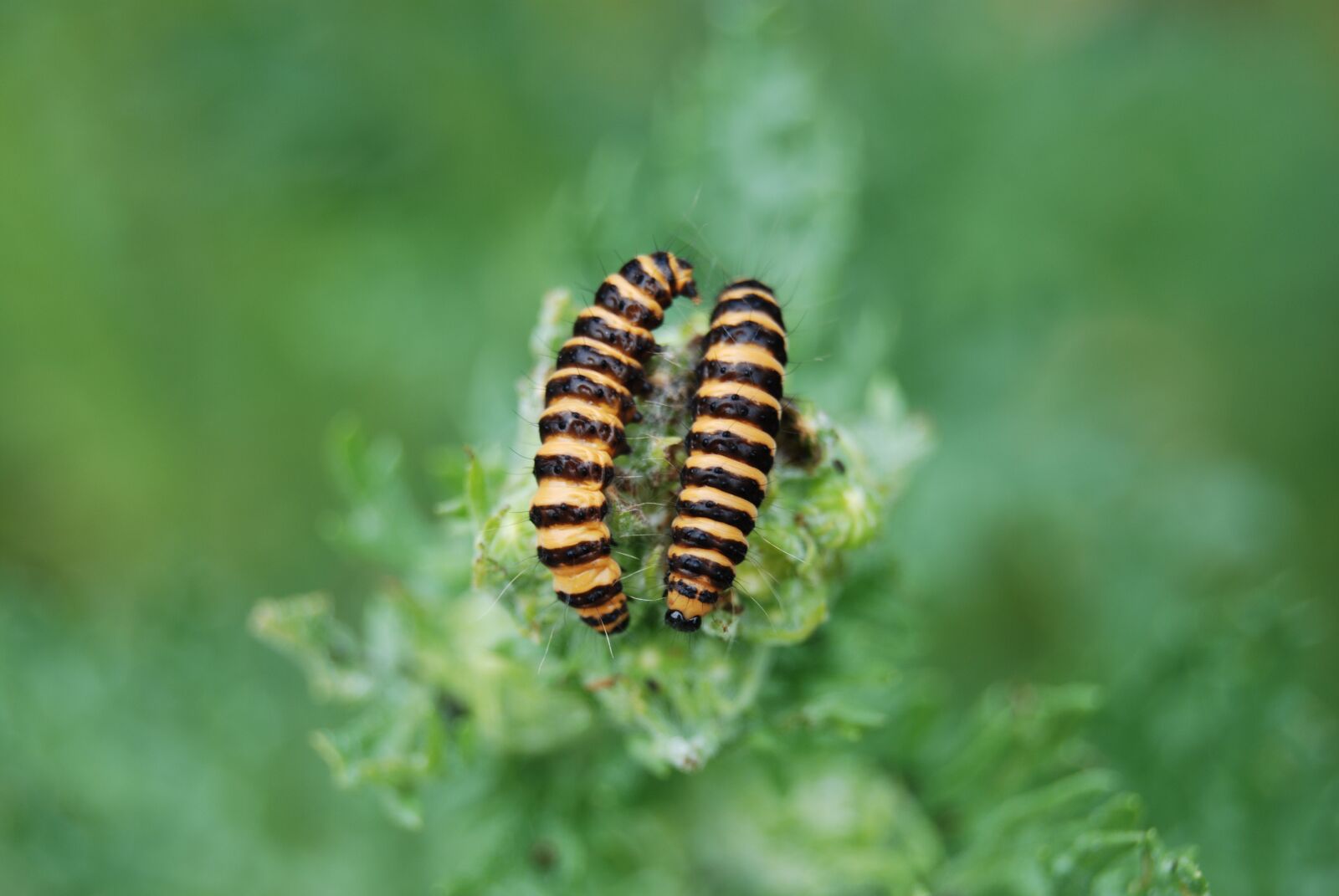Nikon D80 sample photo. Caterpillars, nature, garden photography