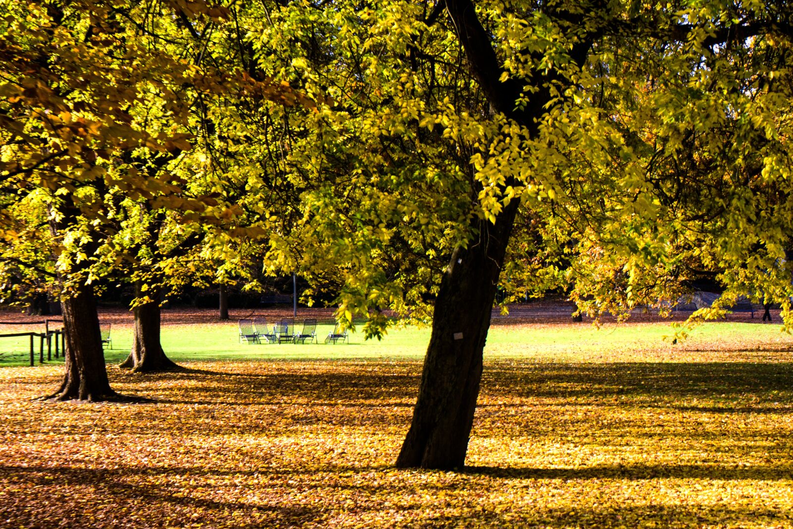 Canon EOS 600D (Rebel EOS T3i / EOS Kiss X5) sample photo. Autumn, autumn forest, colorful photography