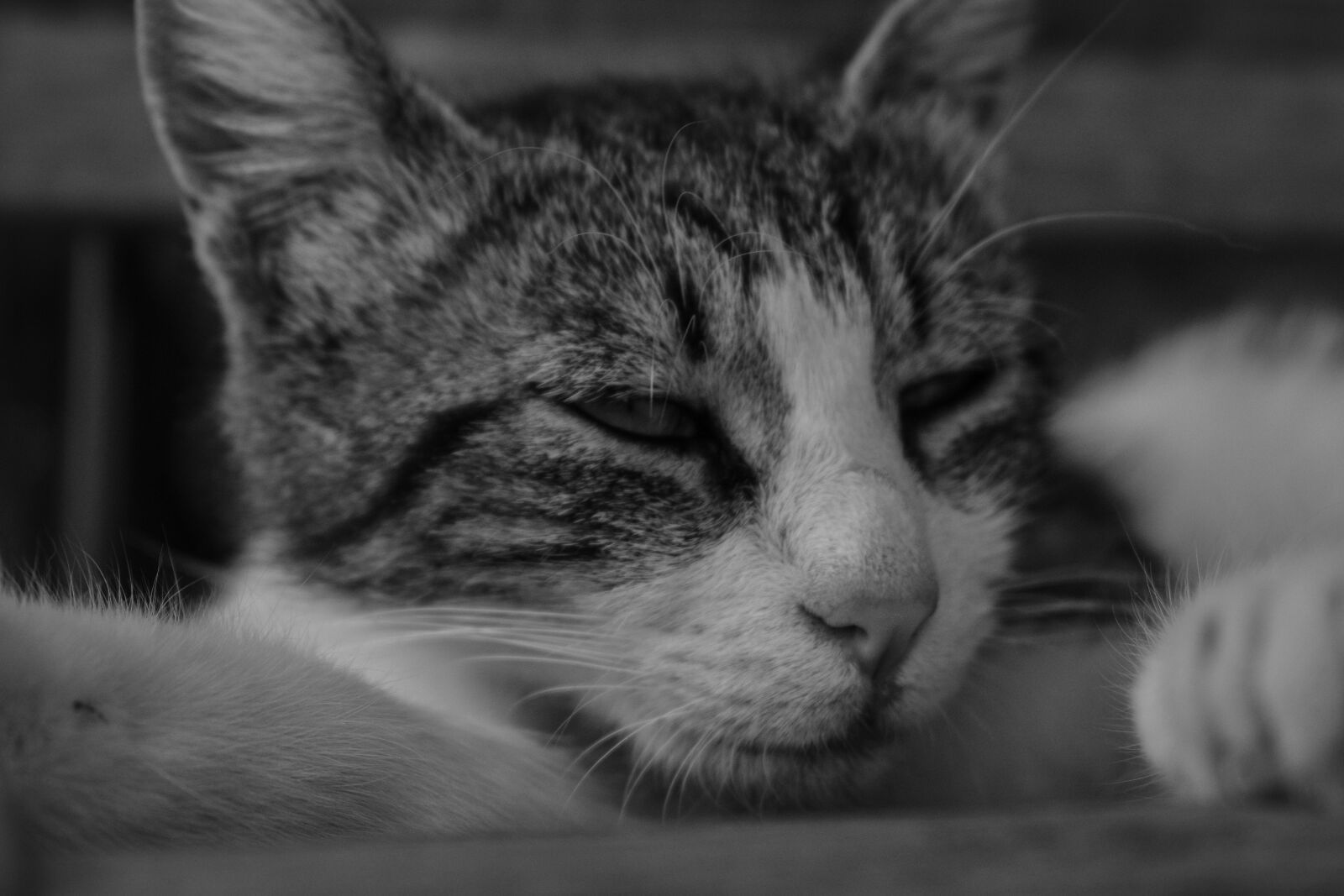 Nikon D3500 sample photo. Cat, kitty, cute photography