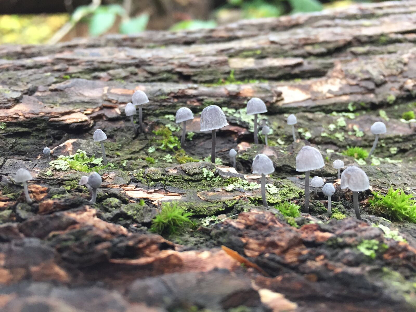 iPhone 6 back camera 4.15mm f/2.2 sample photo. Log, mushroom, nature photography