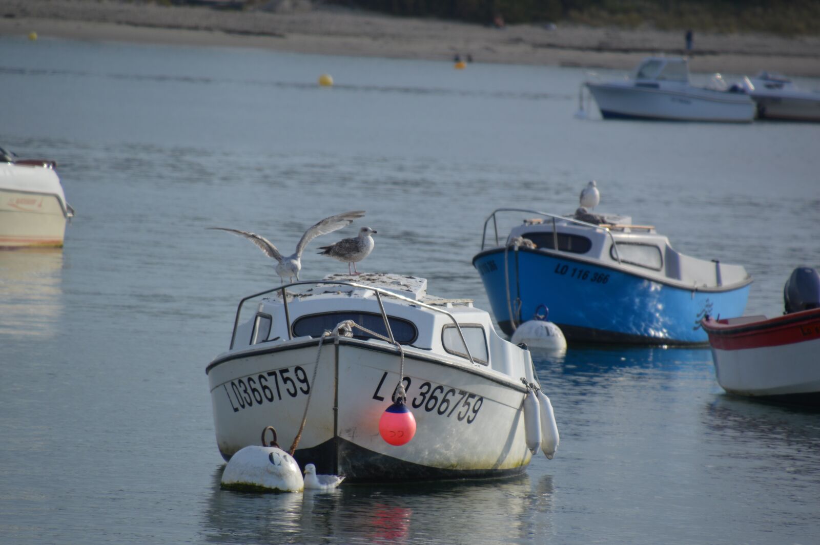 Nikon D3200 sample photo. Sea, seagull, brittany photography