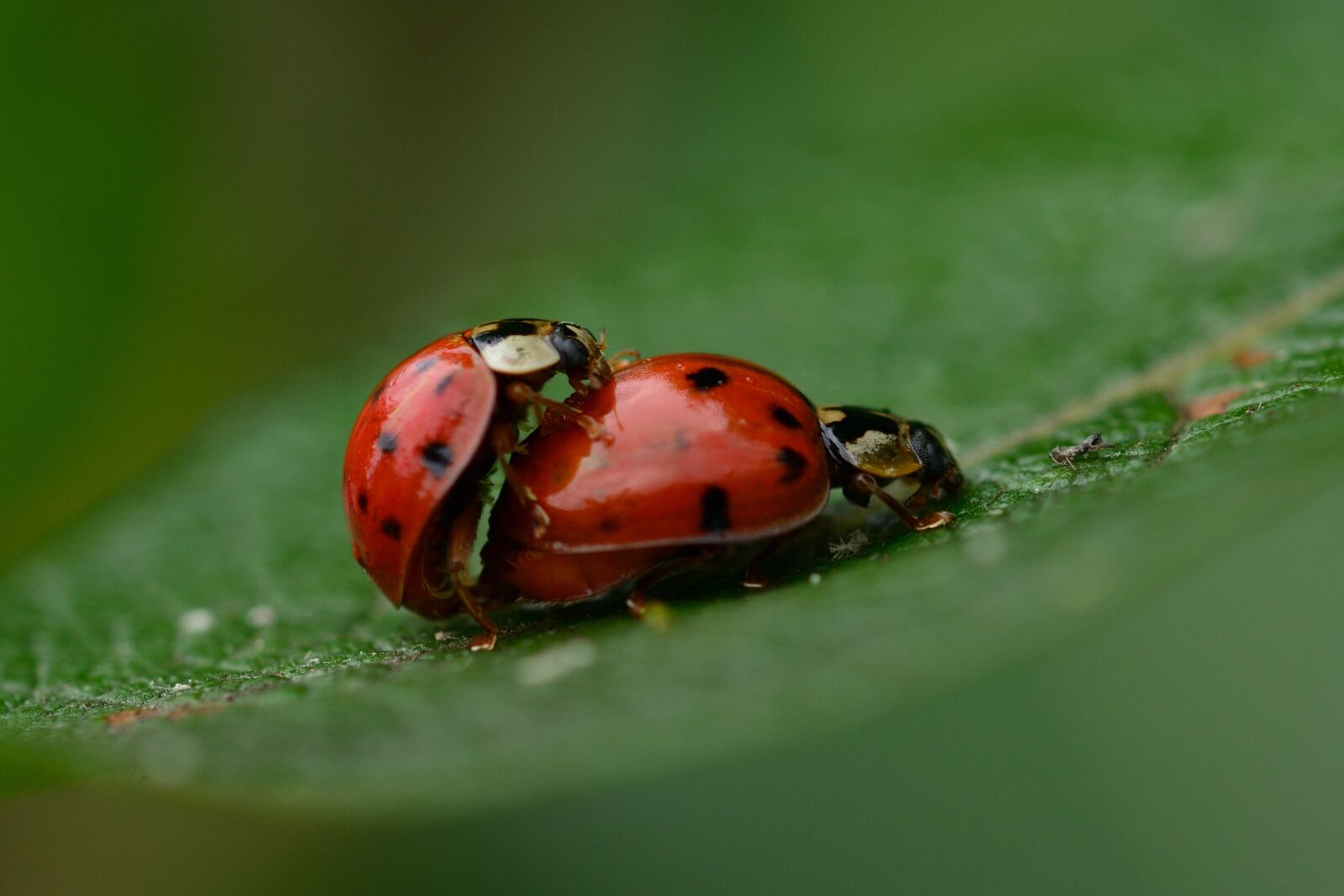 Nikon D5200 sample photo. Ladybug, pairing, nature photography