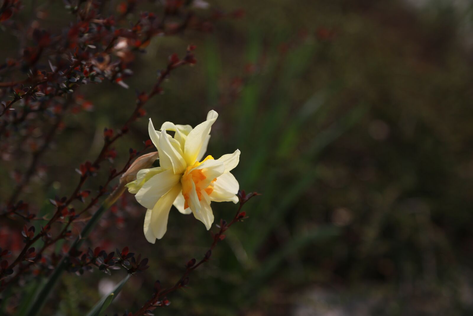 Canon EOS 6D + Canon EF 24-105mm F4L IS USM sample photo. Flowers, wildflower, plants photography