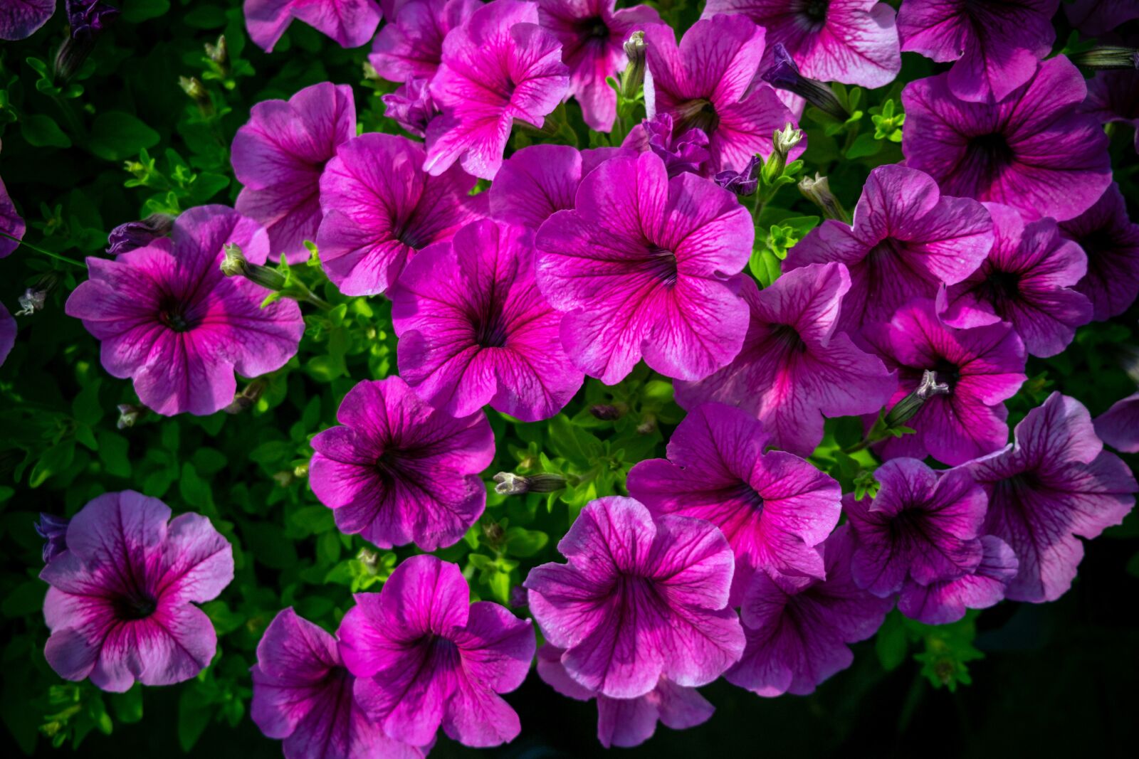 Fujifilm X-T3 + Fujifilm XF 18-55mm F2.8-4 R LM OIS sample photo. Flower, flowers, pink photography