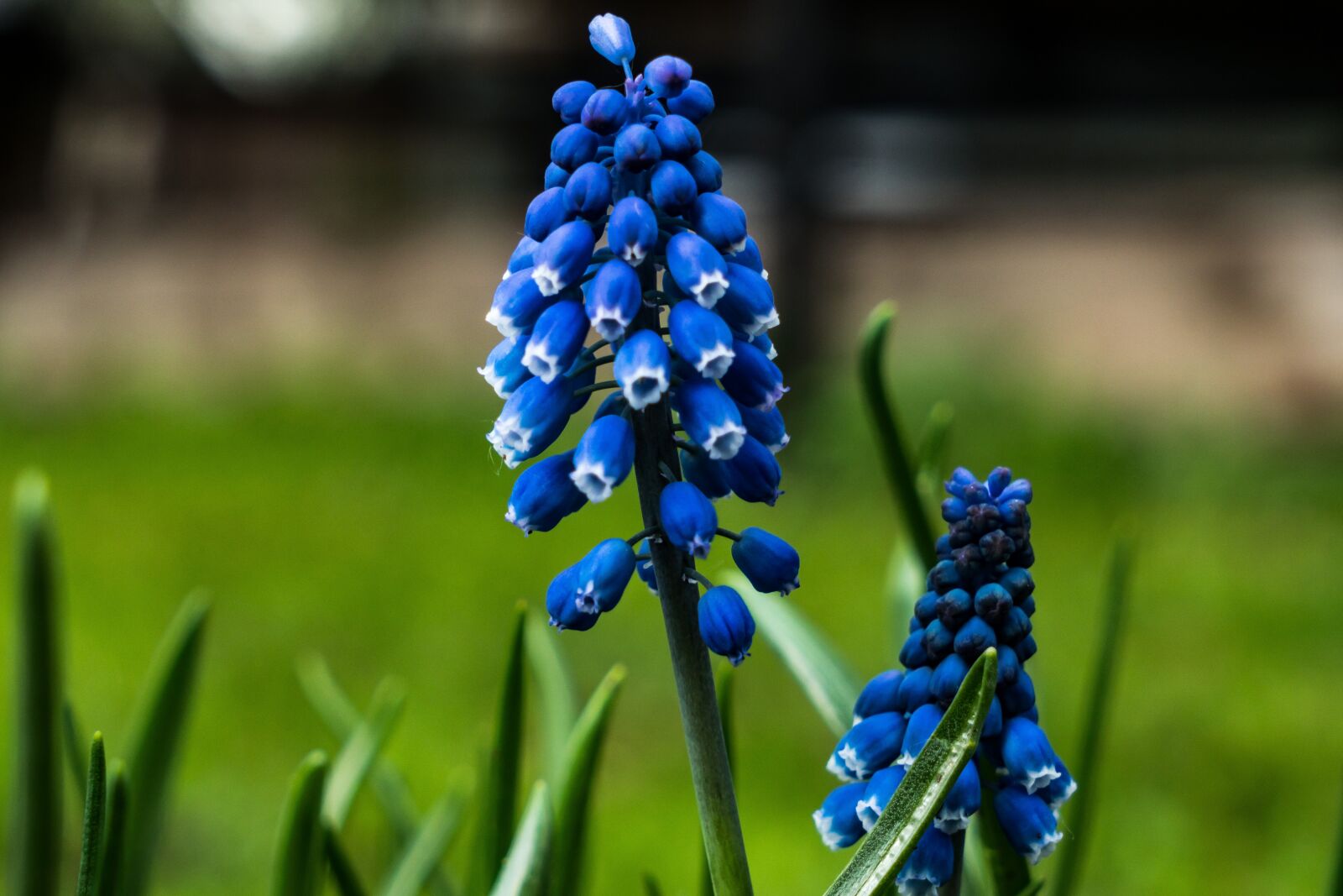 Sony a6300 + Sony Vario Tessar T* FE 24-70mm F4 ZA OSS sample photo. Flower, blue, nature photography