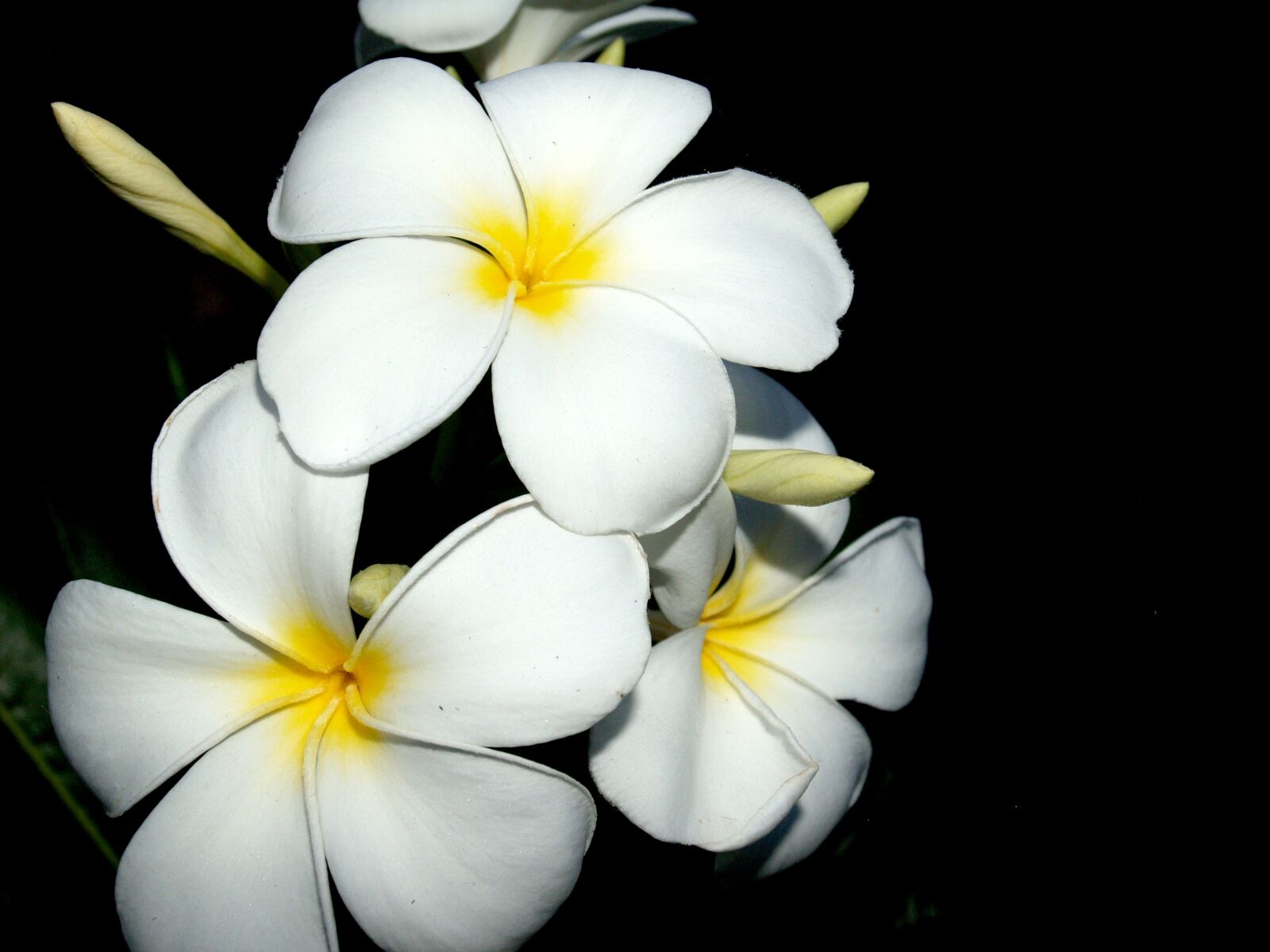 Olympus E-300 (EVOLT E-300) sample photo. Plumeria, closeup, tree photography