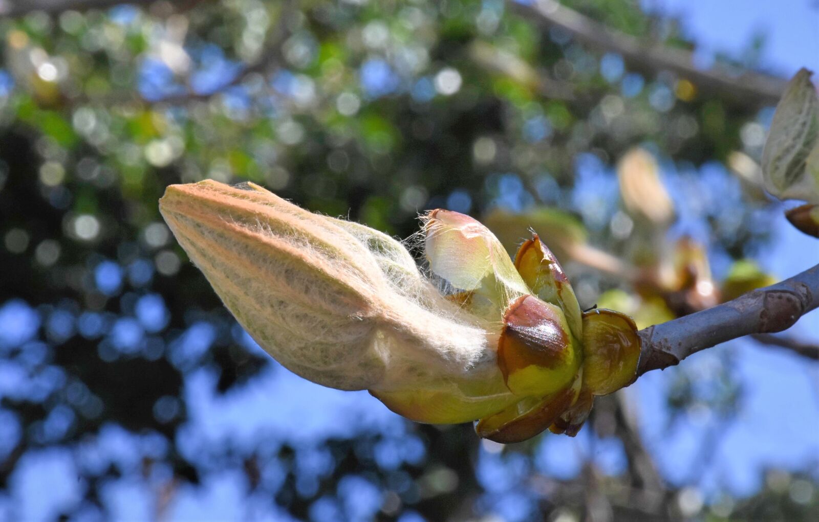 Nikon D7200 sample photo. Chestnut, bud, ornamental tree photography
