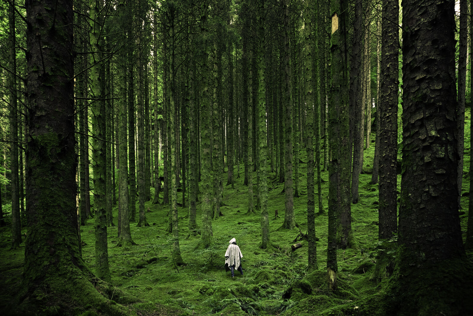 Canon EF 24-70mm F2.8L USM sample photo. Forest, hiking, trees photography