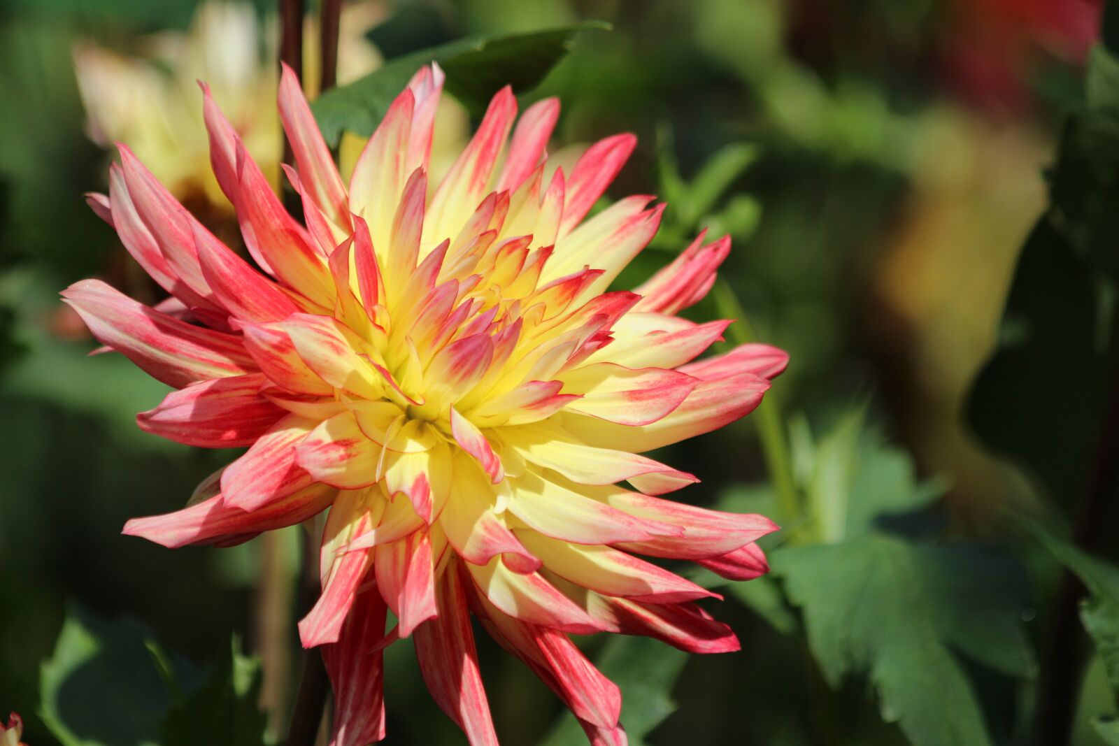 Canon EOS 650D (EOS Rebel T4i / EOS Kiss X6i) sample photo. Dahlia, flower, bloom photography