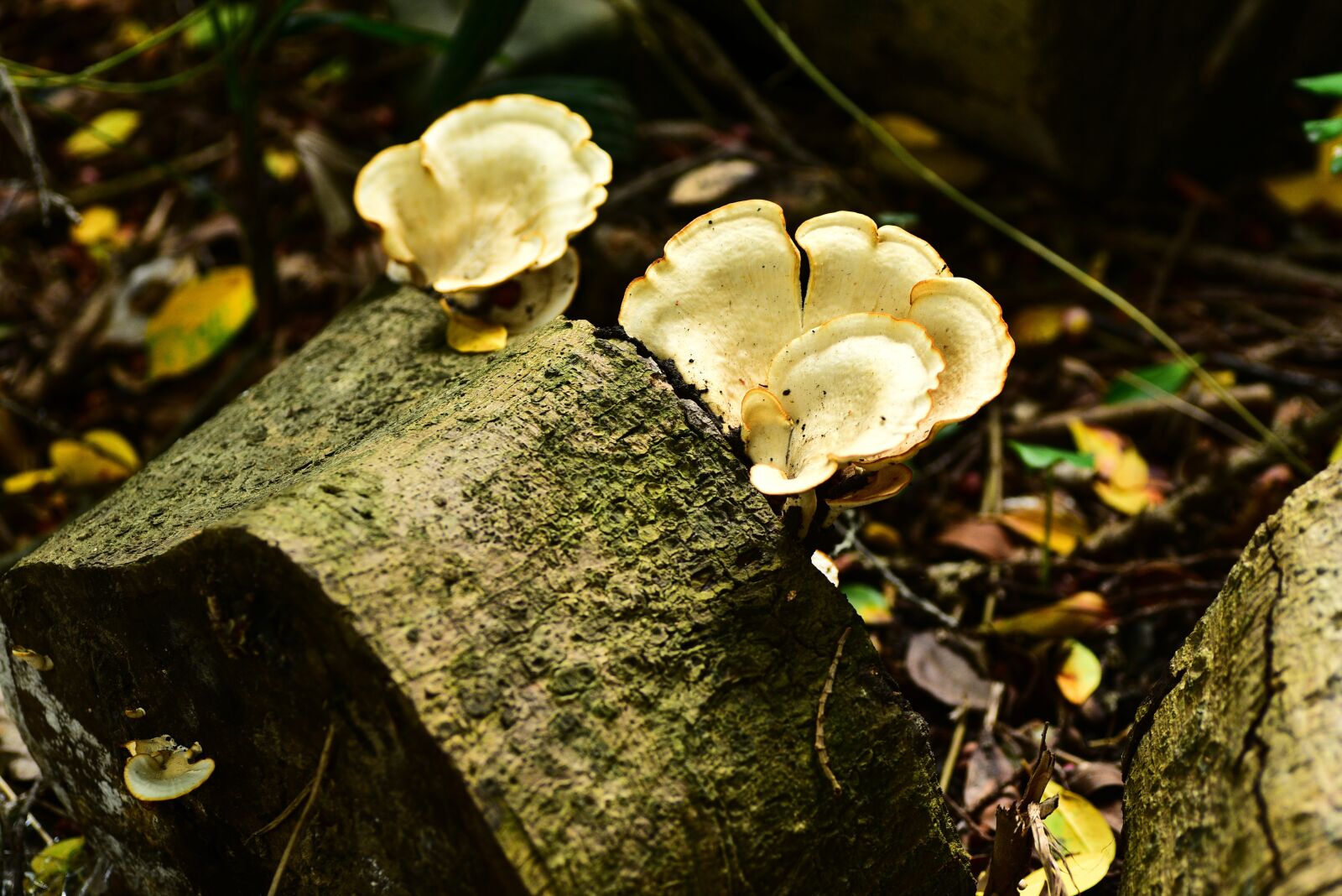 Nikon D750 sample photo. Mushroom, wild mushroom, plant photography
