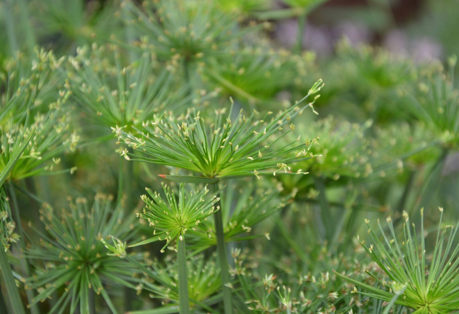 Nikon D5200 sample photo. Plant, plants, cyperus papyrus photography