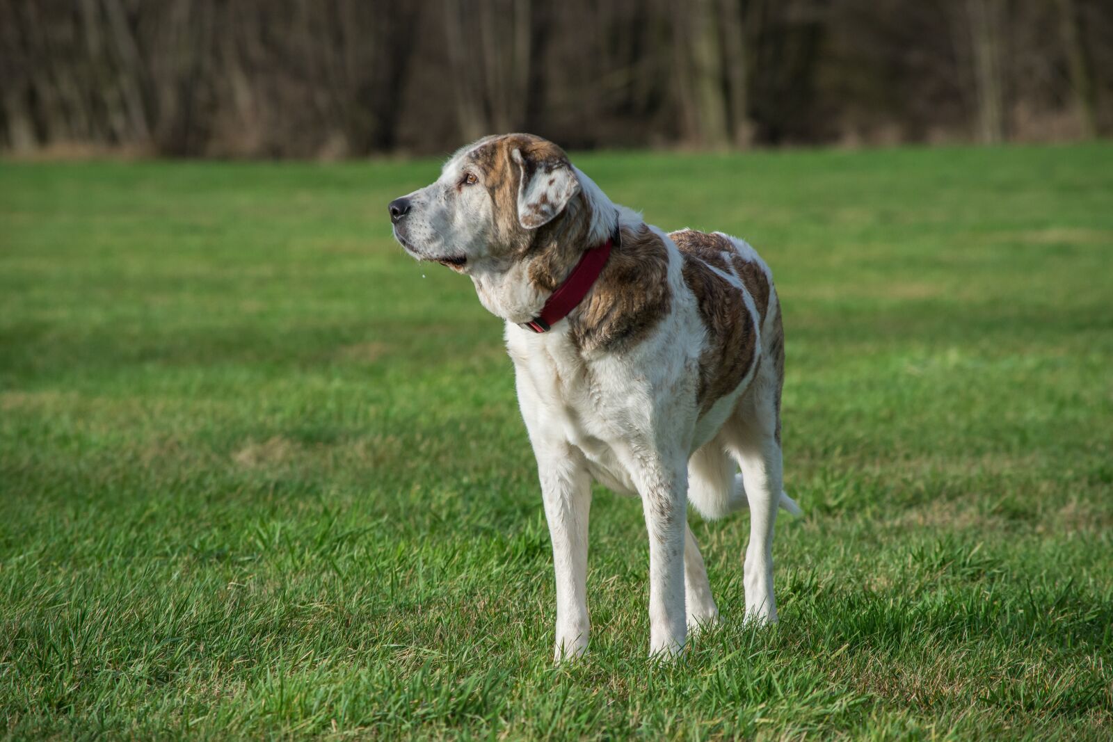 Nikon D7200 sample photo. Dog, grass, mammal photography