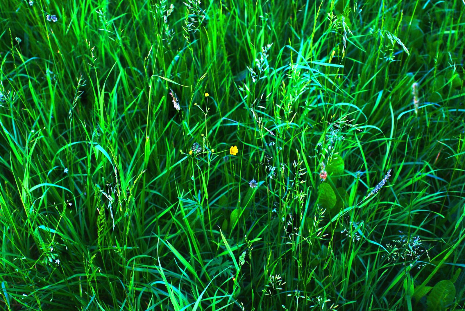 Sony Alpha DSLR-A200 sample photo. Author, skibka, photo photography