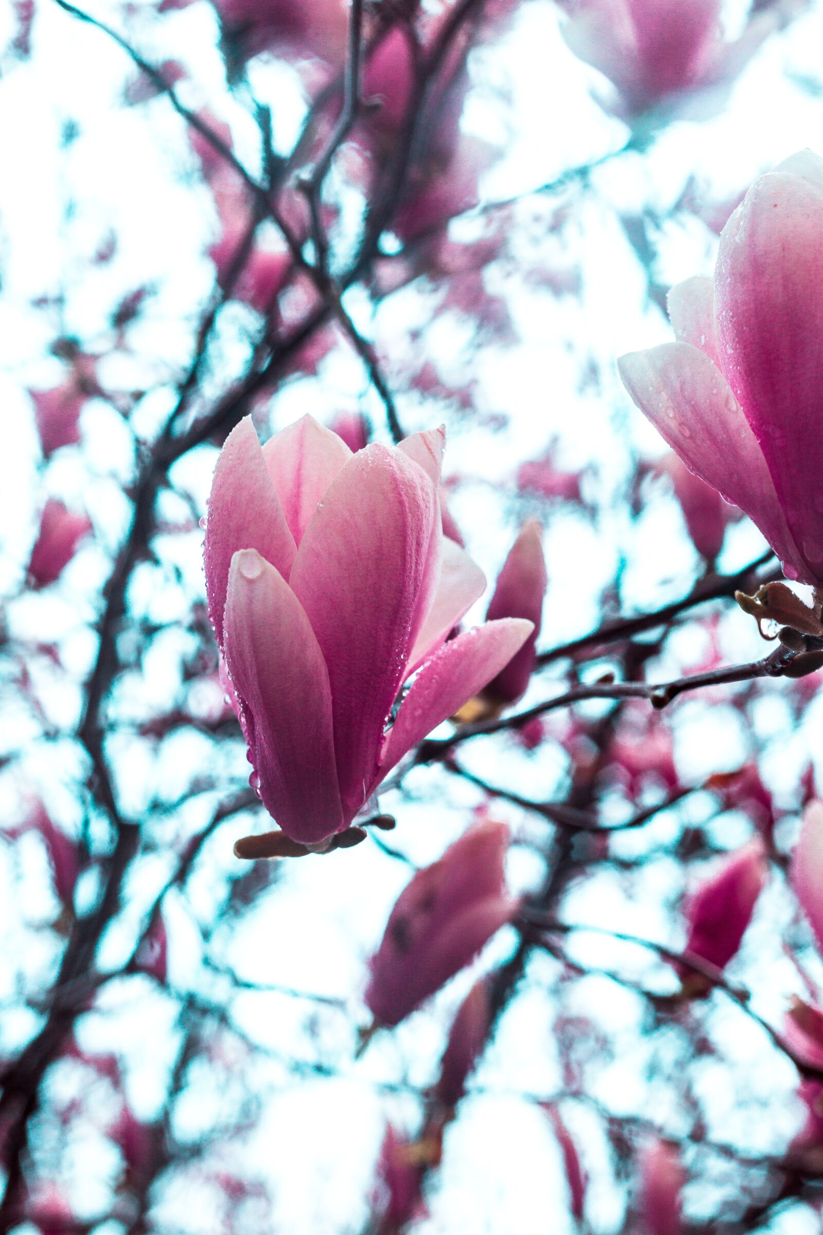 Canon EF 50mm F1.8 II sample photo. Magnolia, bloom, spring photography