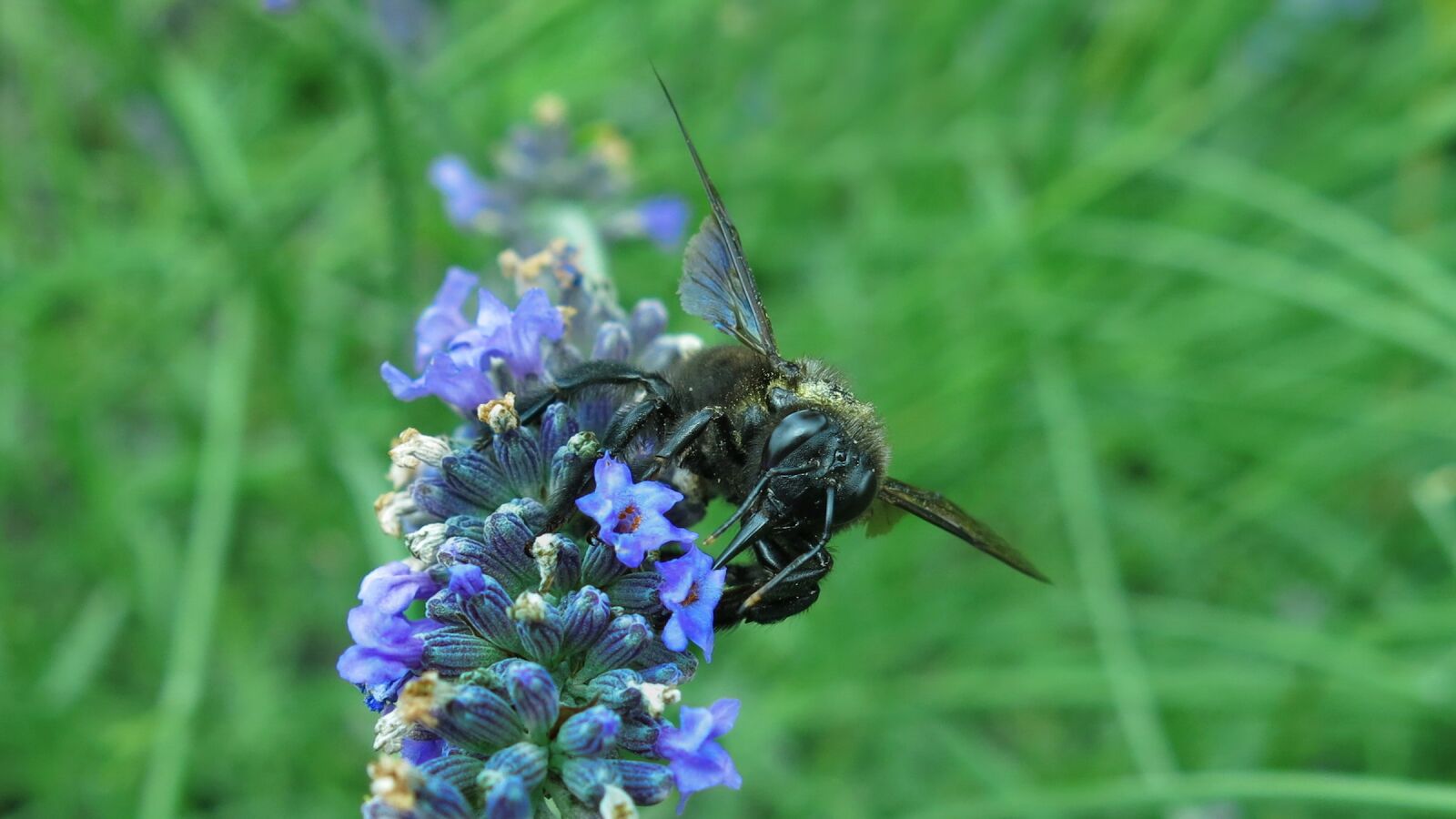Canon PowerShot G15 sample photo. Carpenter bee, blue black photography