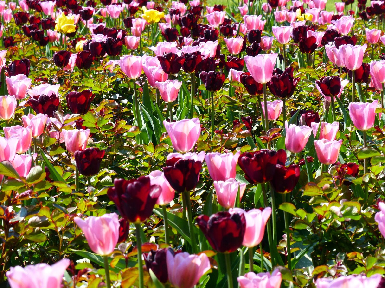 Panasonic Lumix DMC-FZ200 sample photo. Tulips, flowers flowers, plant photography