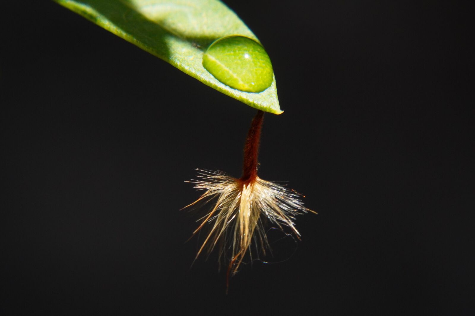Sony a6400 sample photo. Plant, light, shadow photography