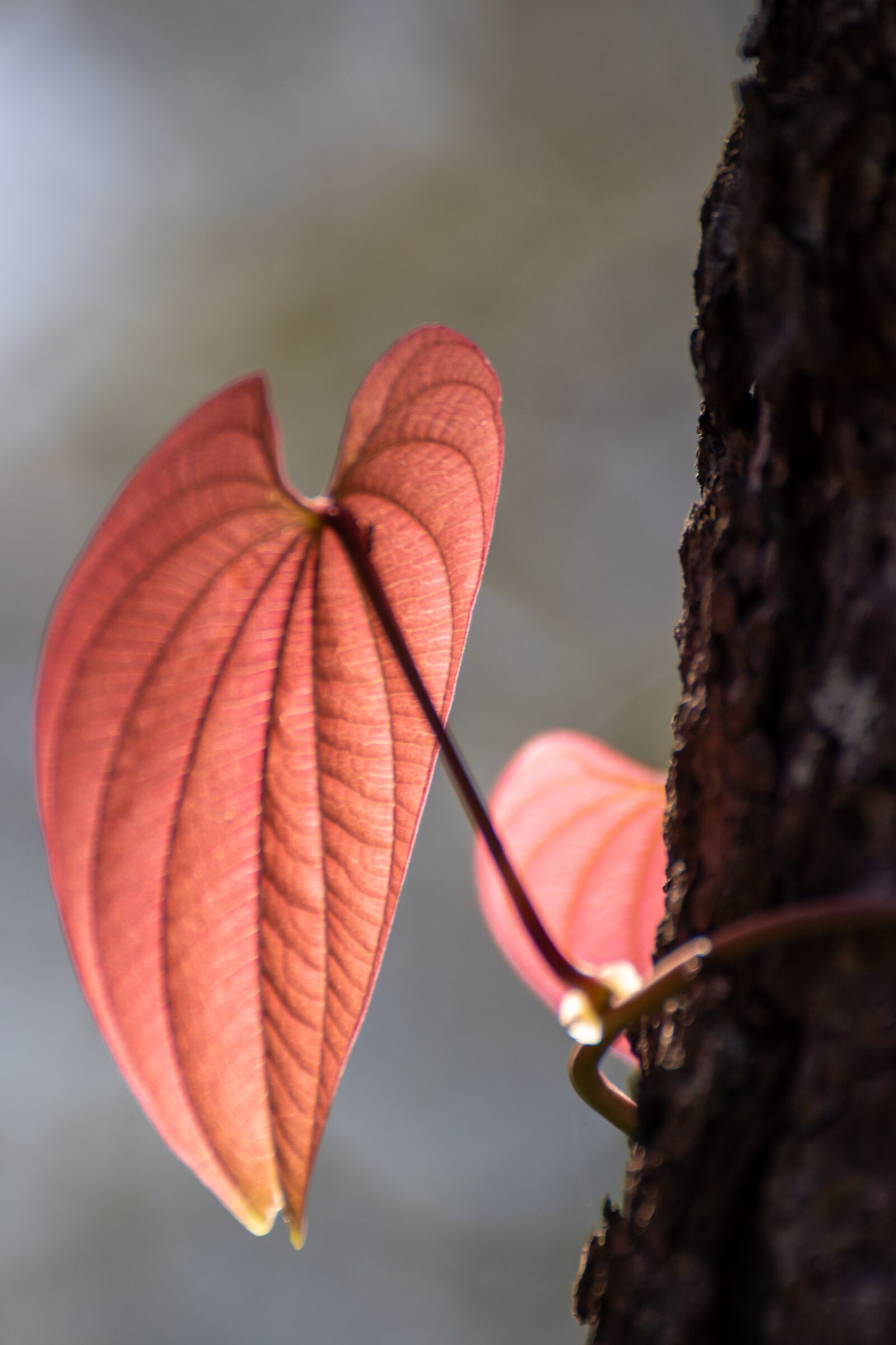Canon EOS 80D sample photo. Leaf, red, bark photography