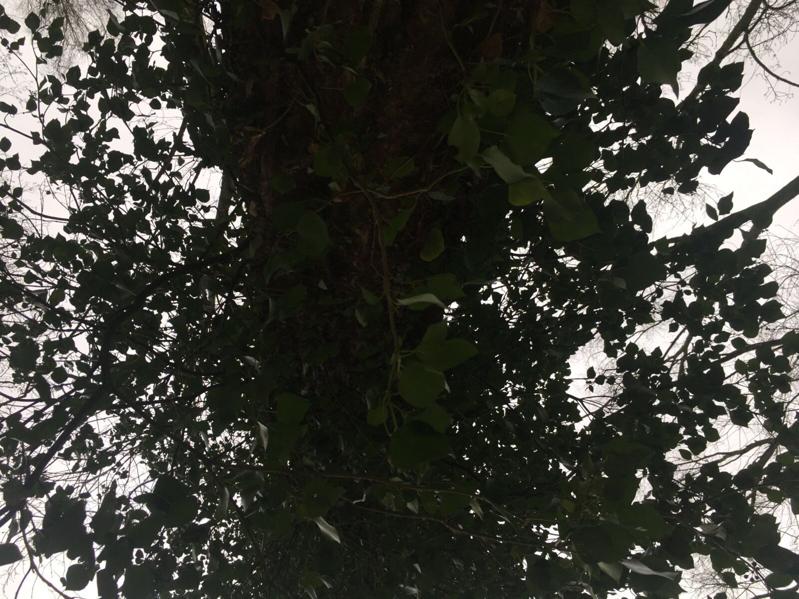 iPhone SE back camera 4.15mm f/2.2 sample photo. Tree, leaves, nature photography