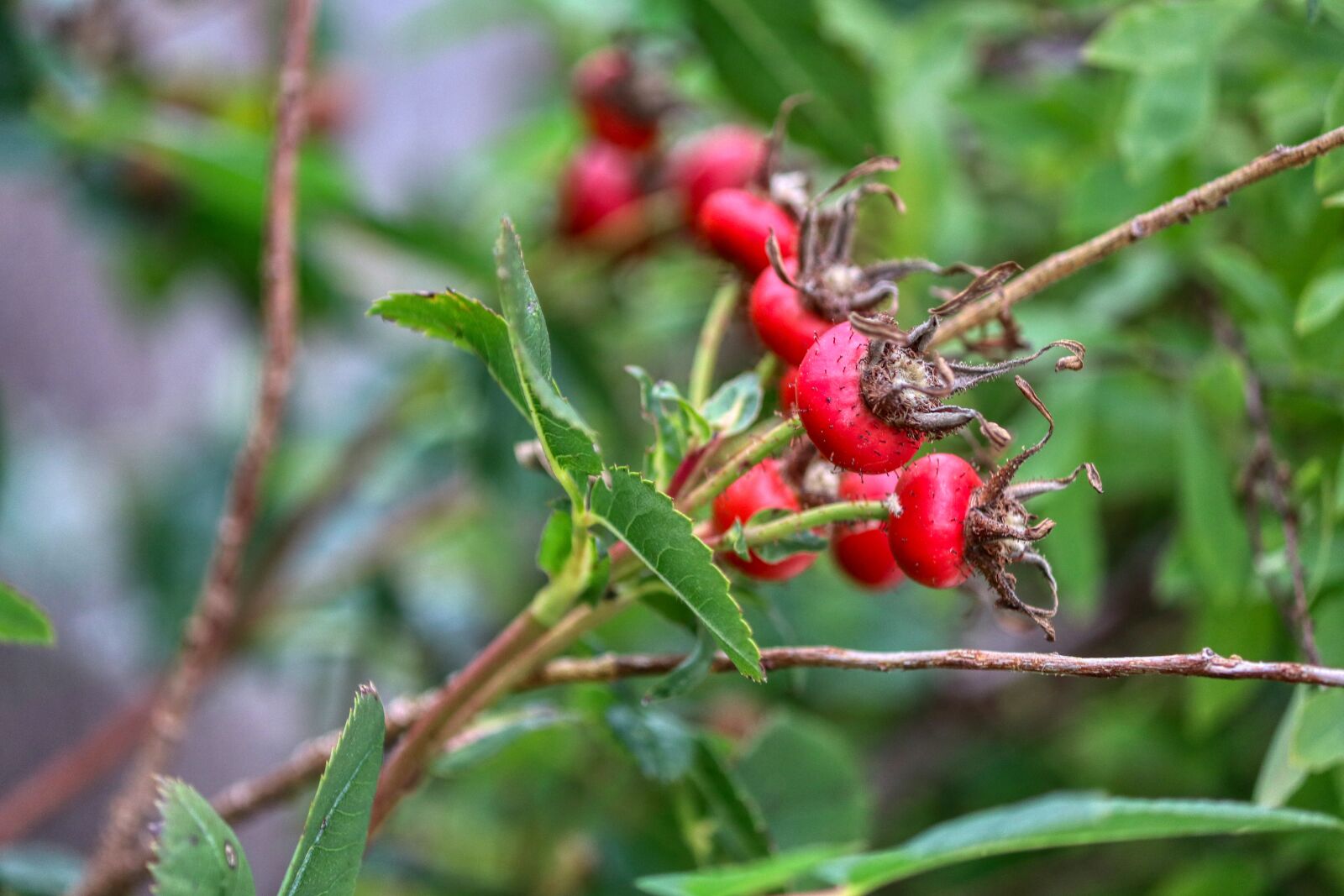 Canon EOS 80D sample photo. Rose hip, tee, plant photography
