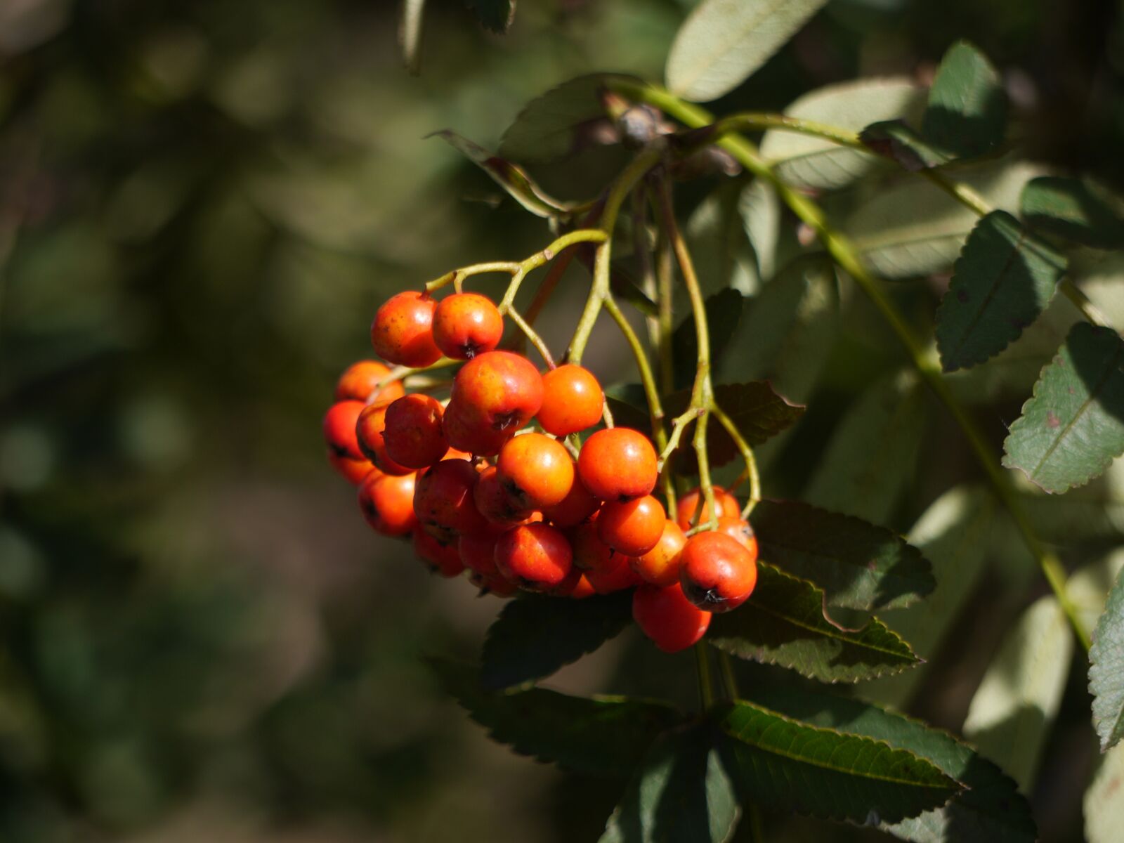 Panasonic Lumix DMC-GH3 sample photo. Berries, rowan, season photography