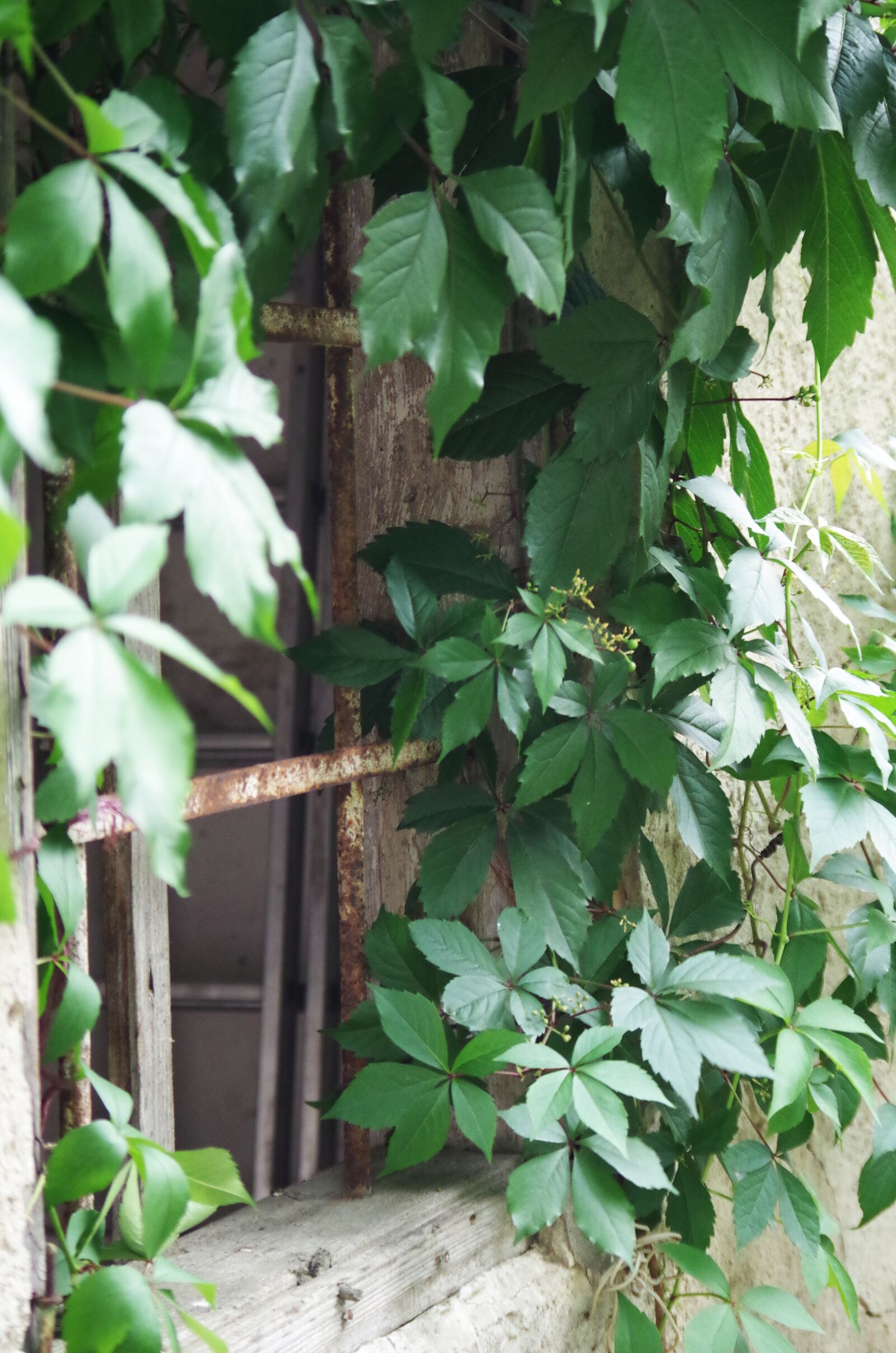 Pentax K-500 sample photo. The old house, window photography