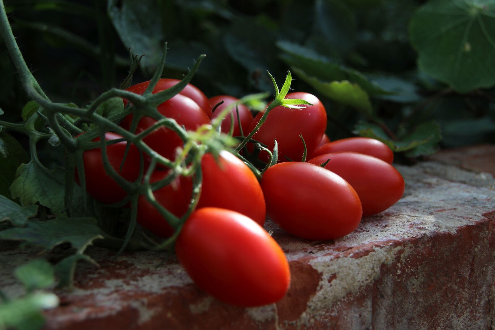 Canon EOS 600D (Rebel EOS T3i / EOS Kiss X5) sample photo. Tomatoes, vegetables, garden photography