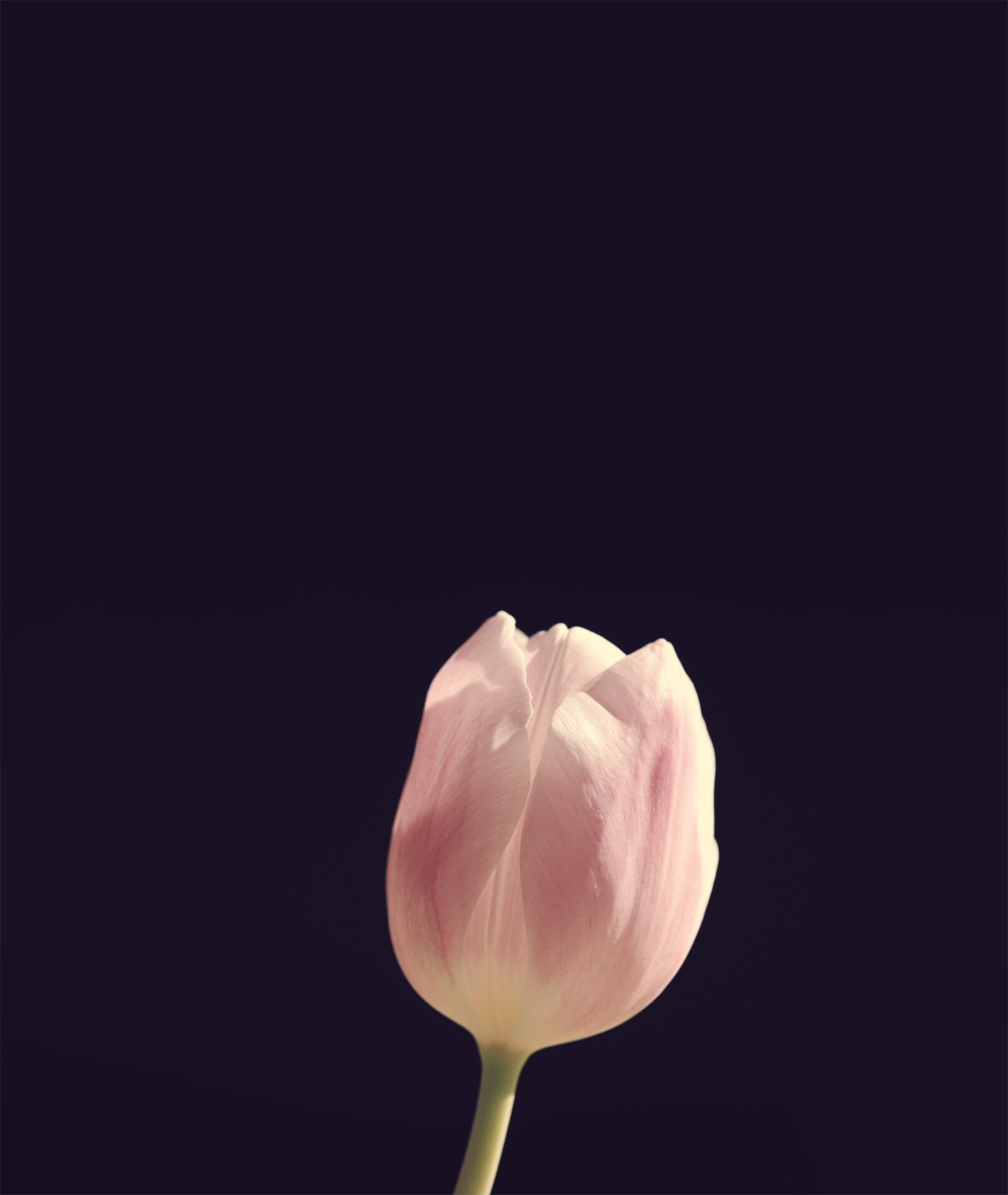 Nikon D750 sample photo. Tulip, flower, blossom photography