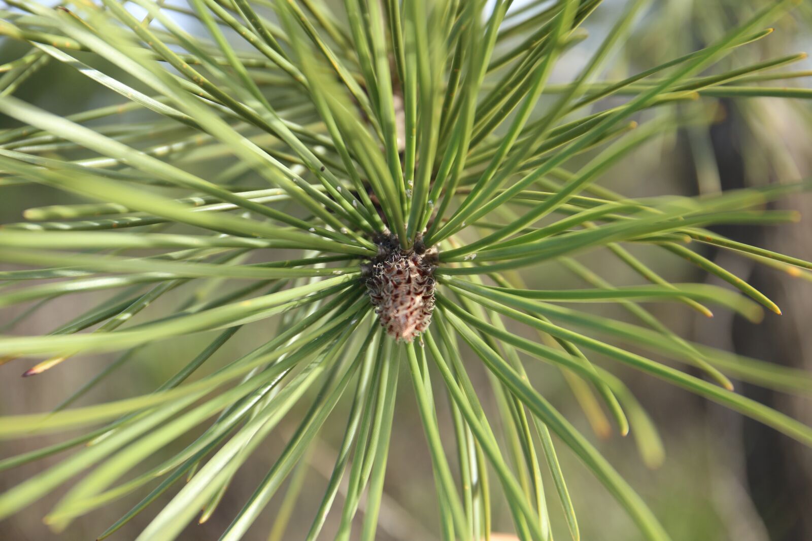 Canon EF 24-70mm F4L IS USM sample photo. Pine, fir tree, nature photography