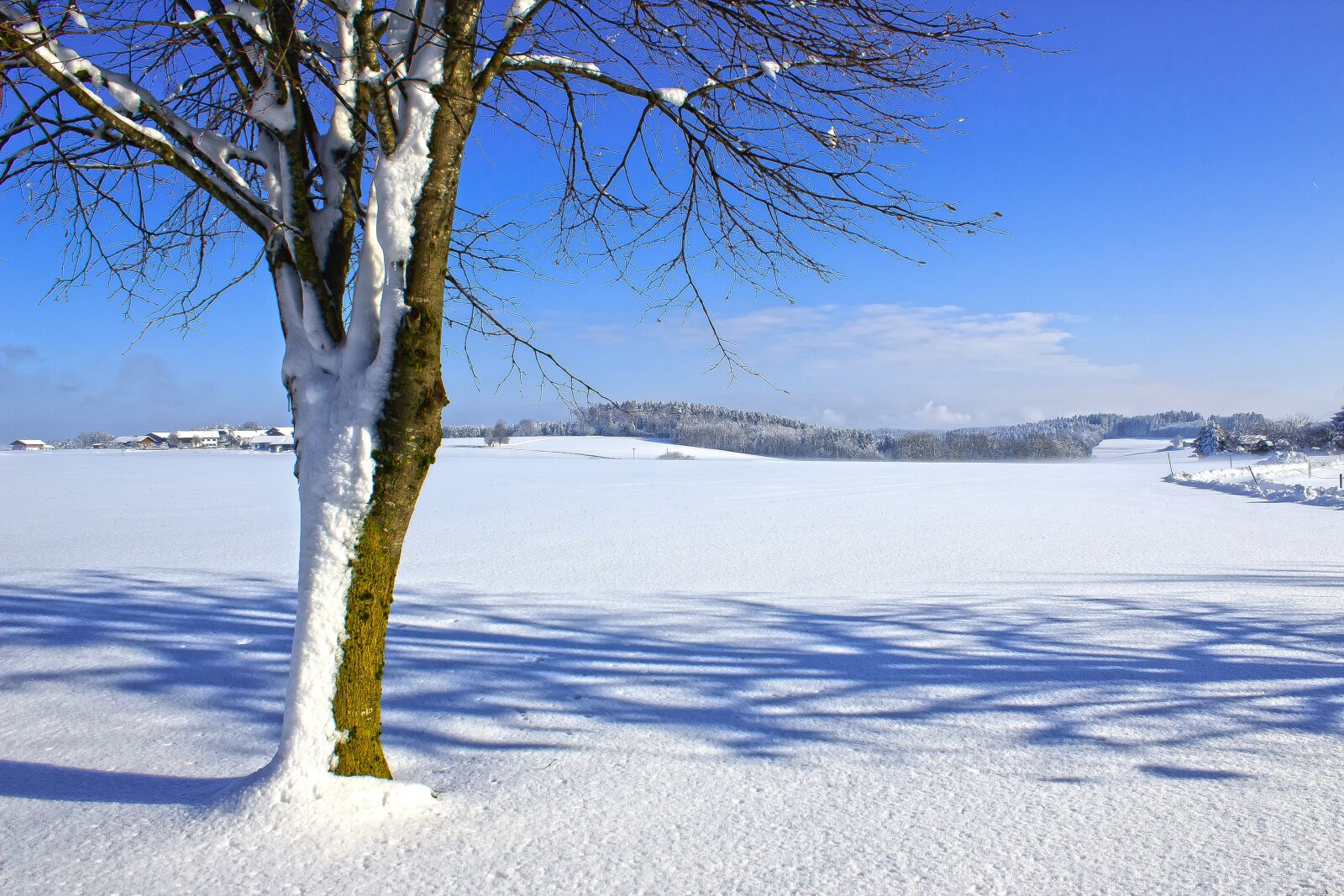 Canon EOS 1300D (EOS Rebel T6 / EOS Kiss X80) sample photo. Winter, landscape, tree photography