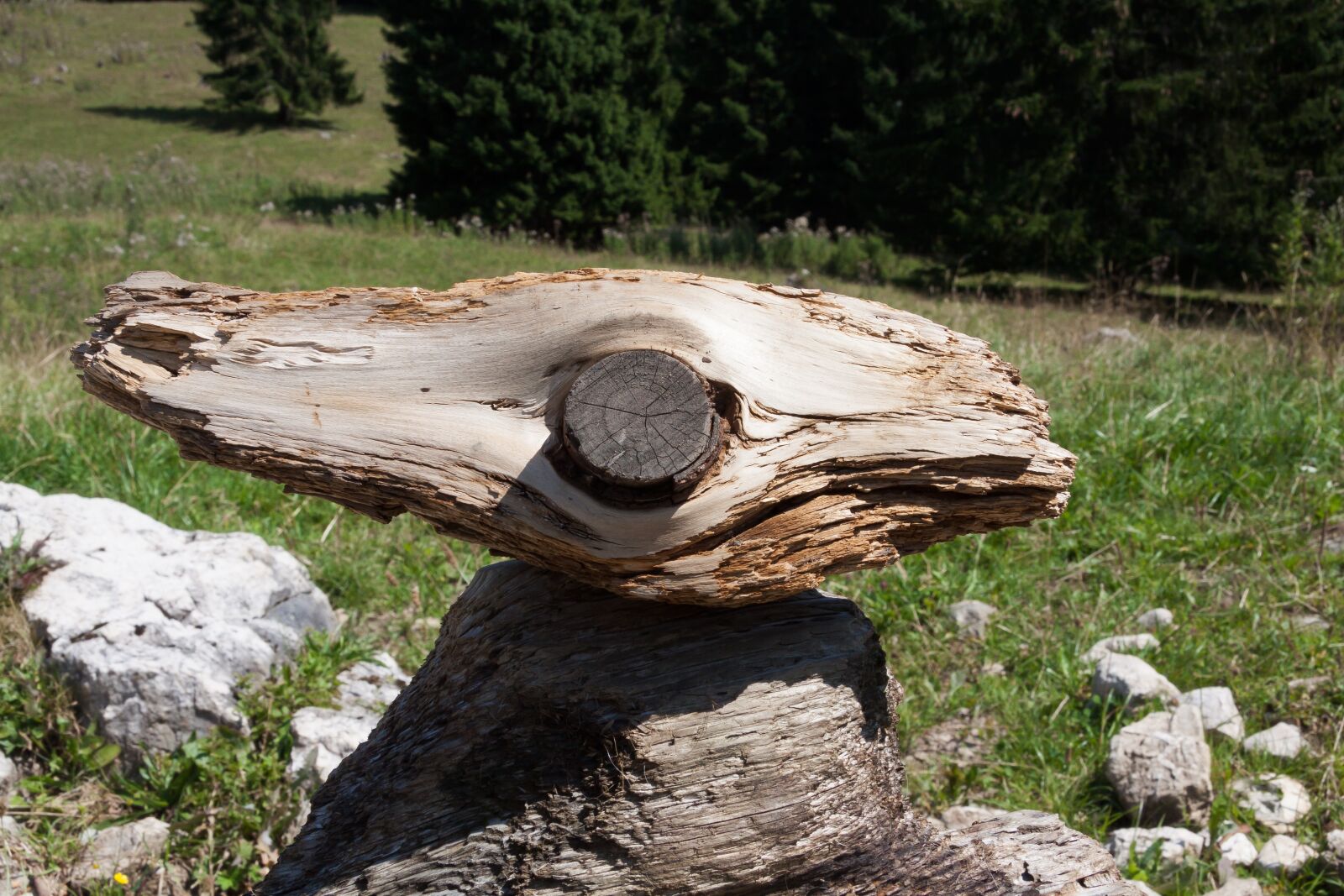 Canon EF-S 17-85mm F4-5.6 IS USM sample photo. Wood, piece of branch photography