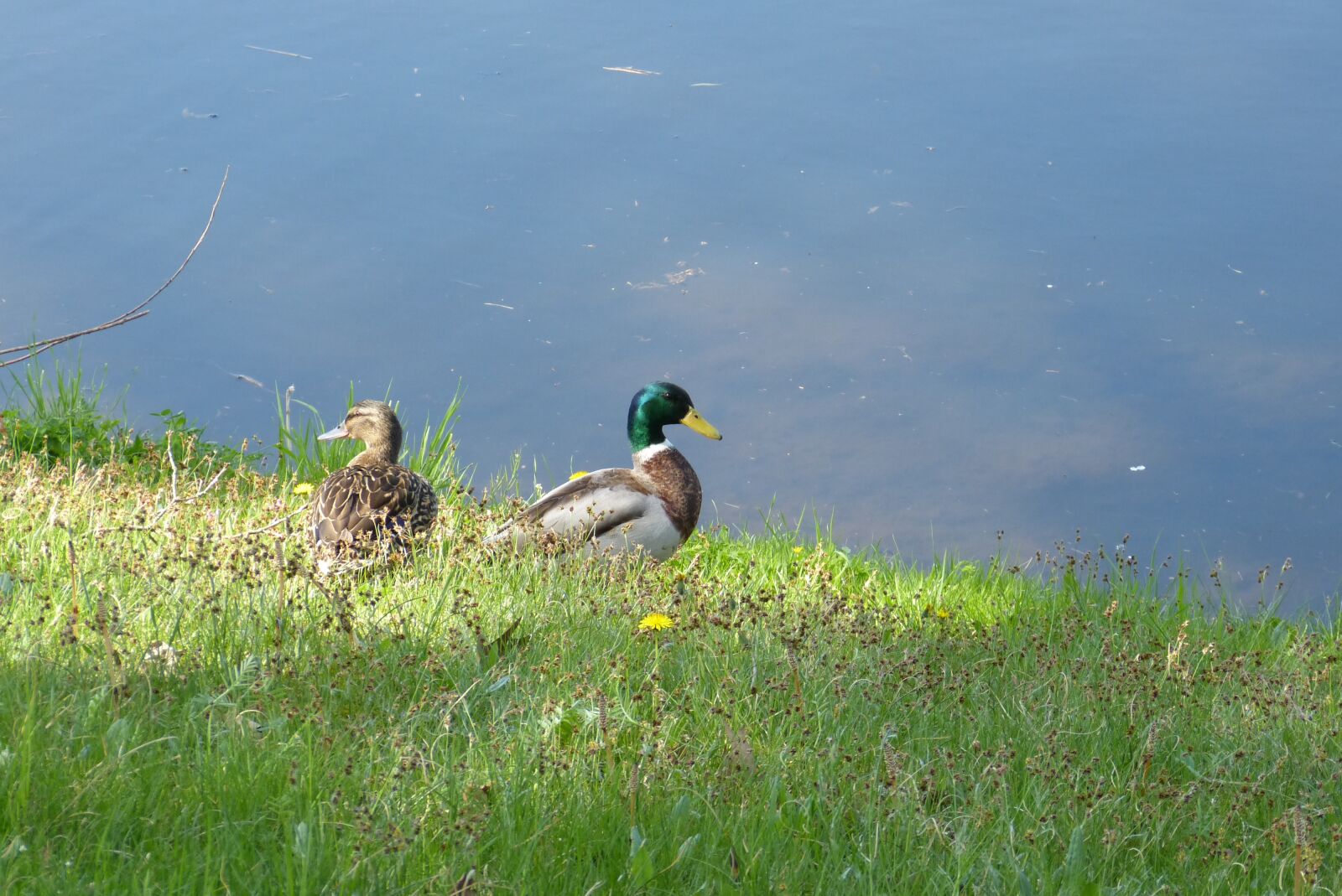Panasonic Lumix DMC-FZ150 sample photo. Ducks, drake, mallard photography