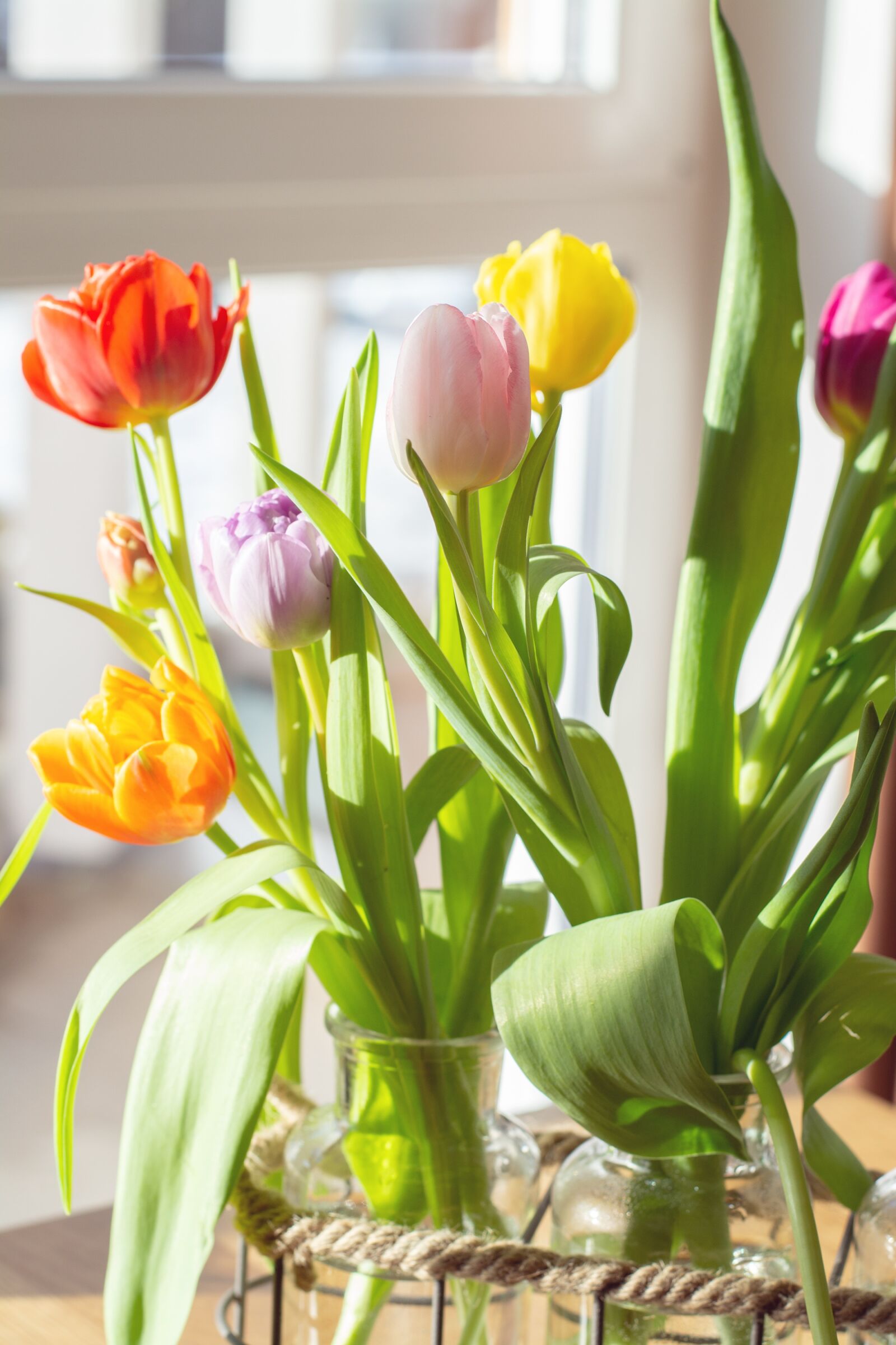 Nikon D7100 sample photo. Flowers, tulips, colorful photography