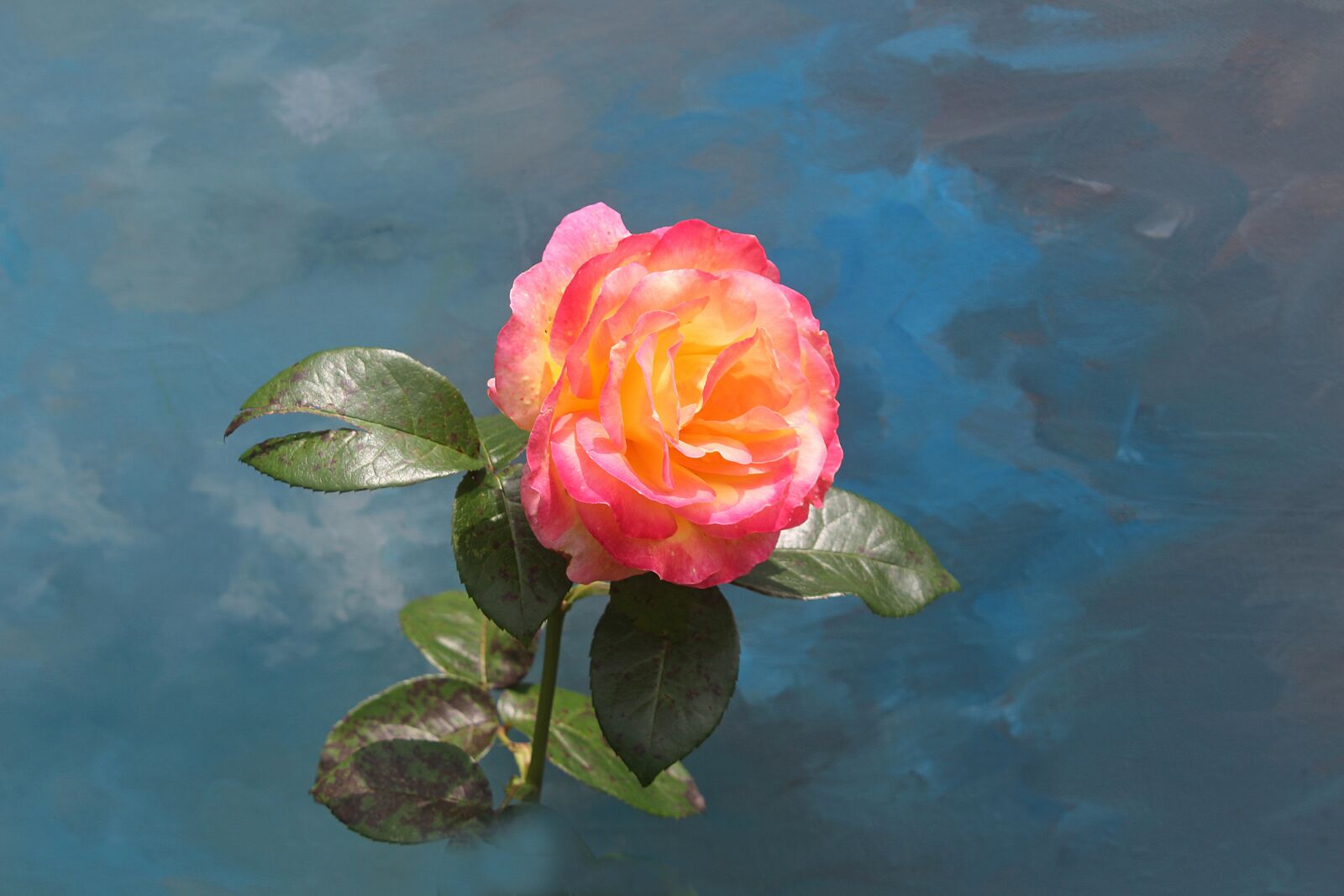 Canon EOS 700D (EOS Rebel T5i / EOS Kiss X7i) sample photo. Rose, flower, flora photography