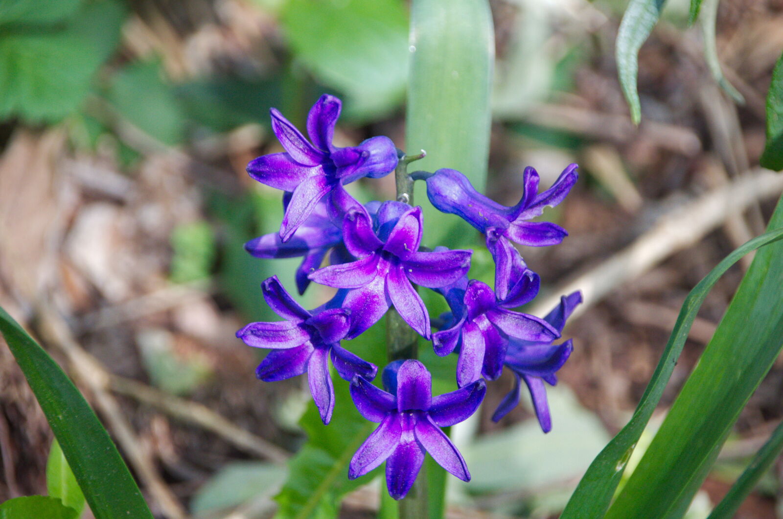 Nikon D5100 + Sigma 18-250mm F3.5-6.3 DC Macro OS HSM sample photo. Botanique, fleur, fleur, bleue photography