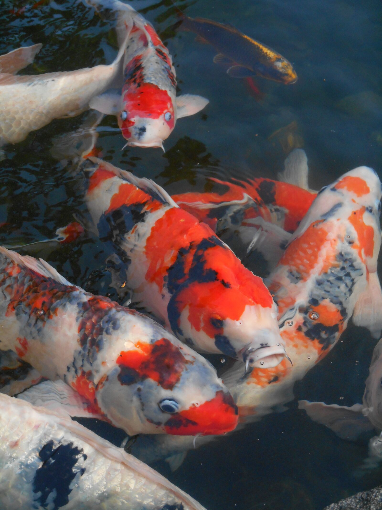 Nikon Coolpix S3500 sample photo. Colored carp, carp, fish photography