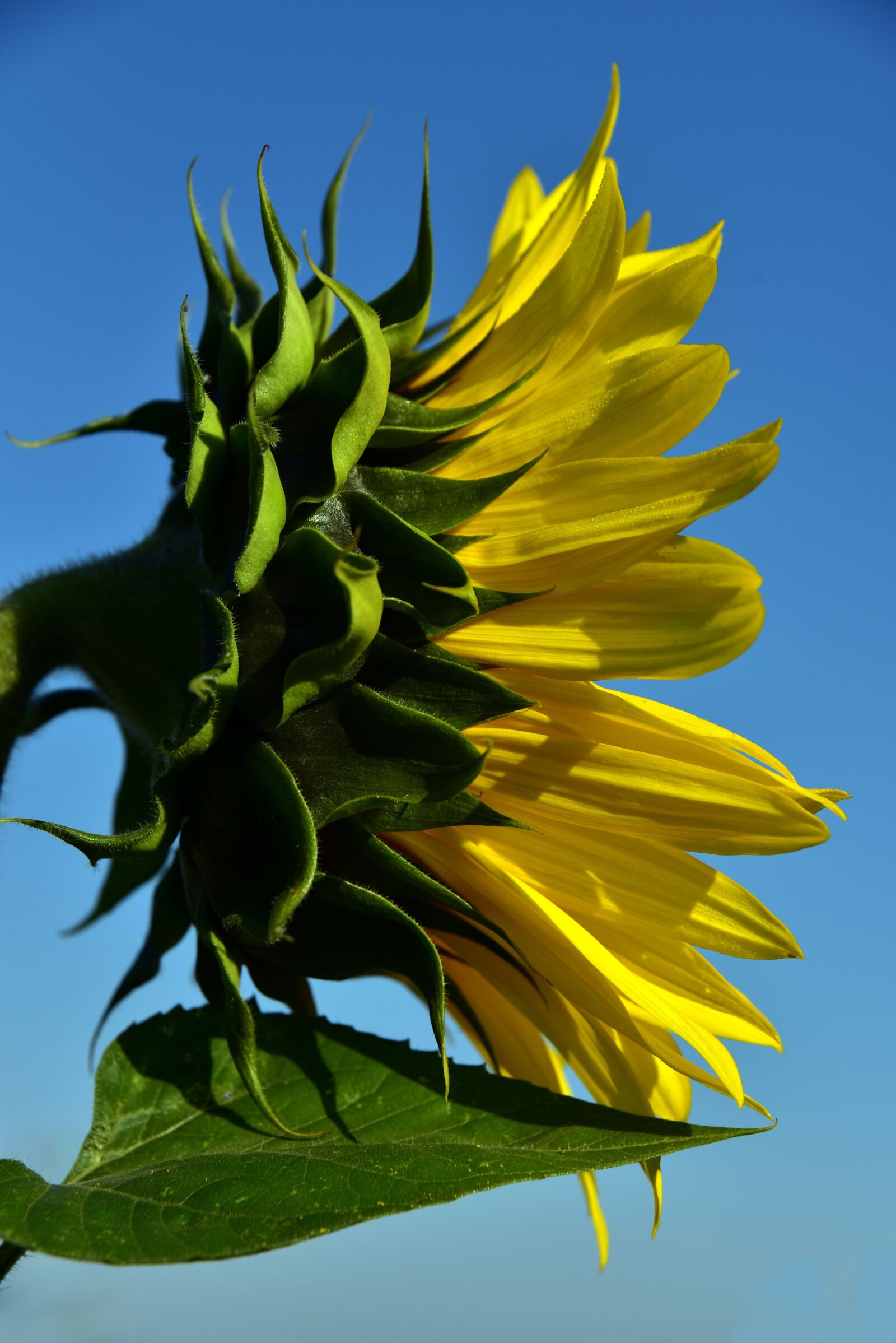 Nikon D750 sample photo. Sunflower, sky, page photography