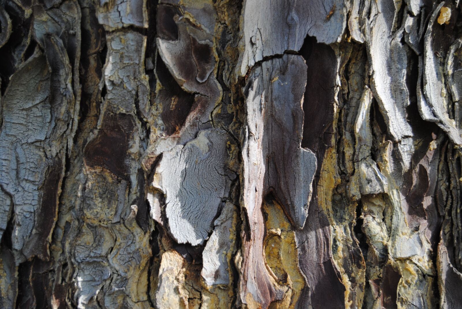 Nikon D3000 sample photo. Nature, tree, bark photography
