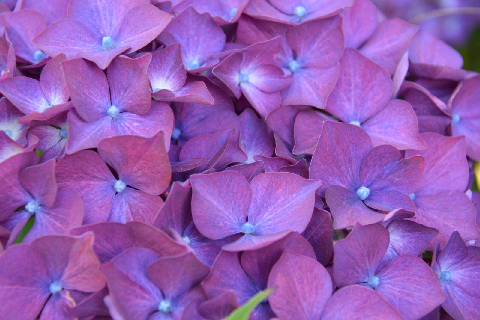 Nikon D5200 sample photo. Hydrangea, flower, shrub photography