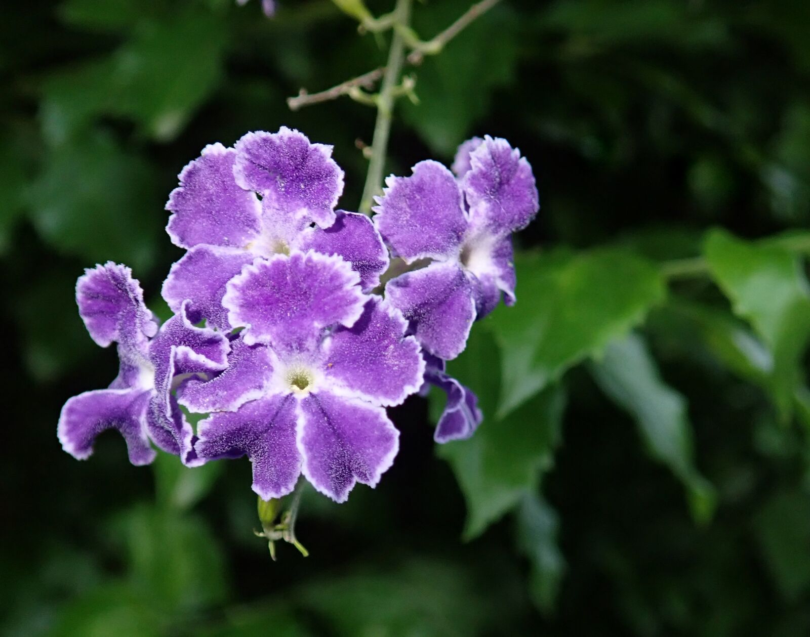 Olympus TG-5 sample photo. Flower, purple, shrub photography