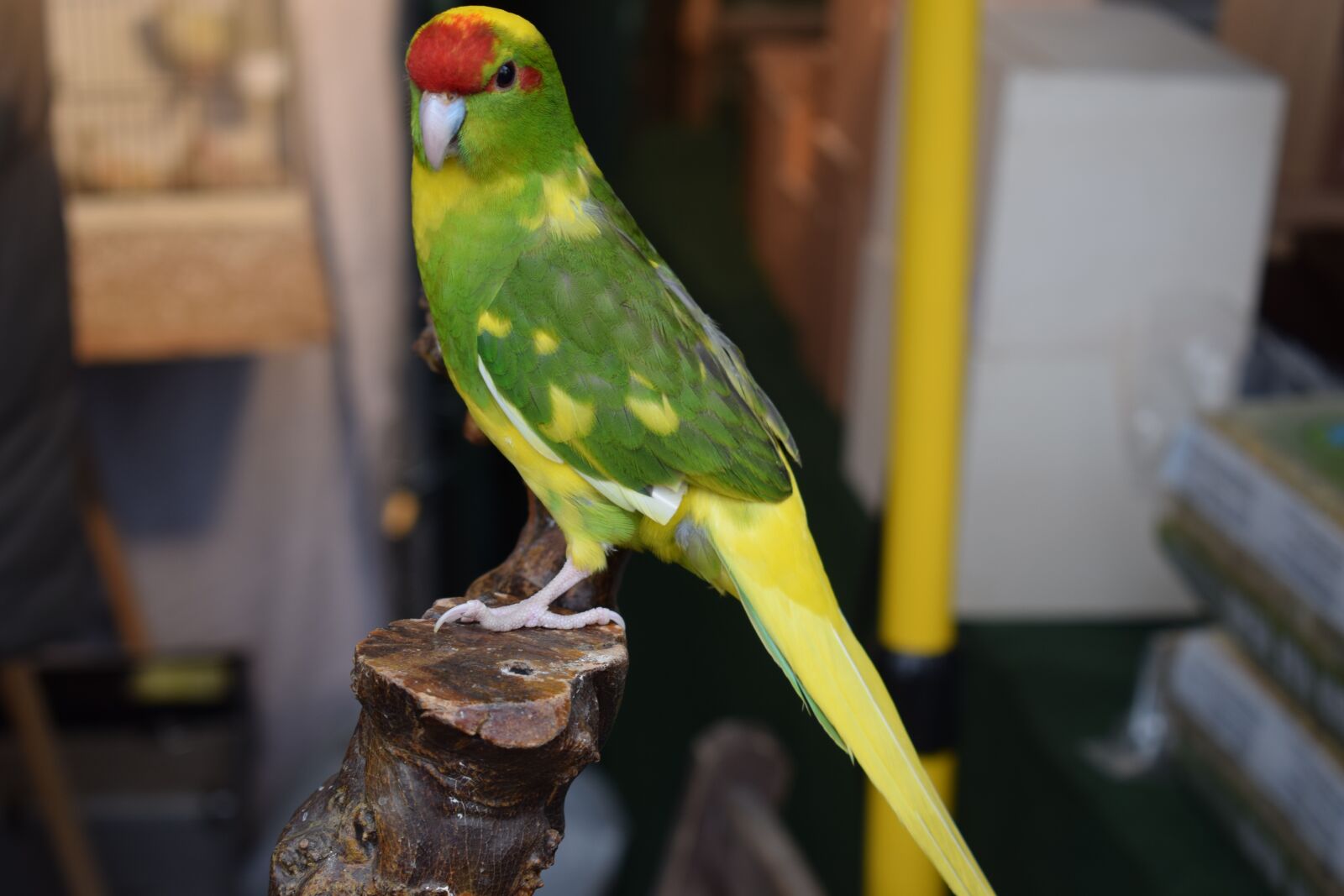 Nikon D5300 sample photo. Bird, nature photography