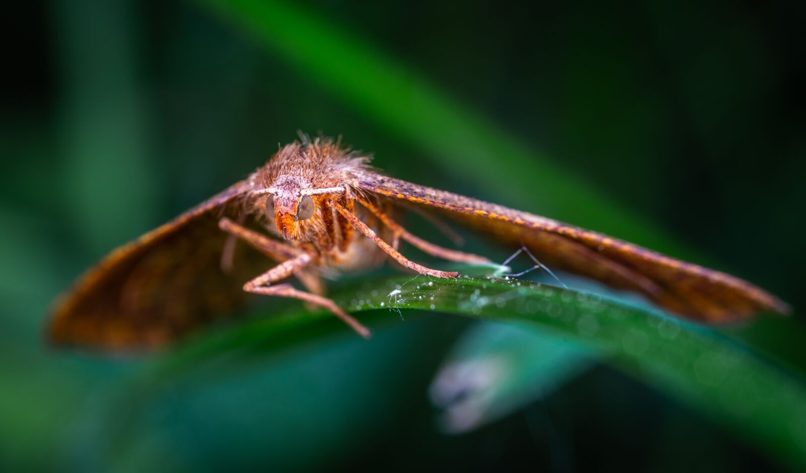 Sony a7R II sample photo. Blade of grass, butterfly photography