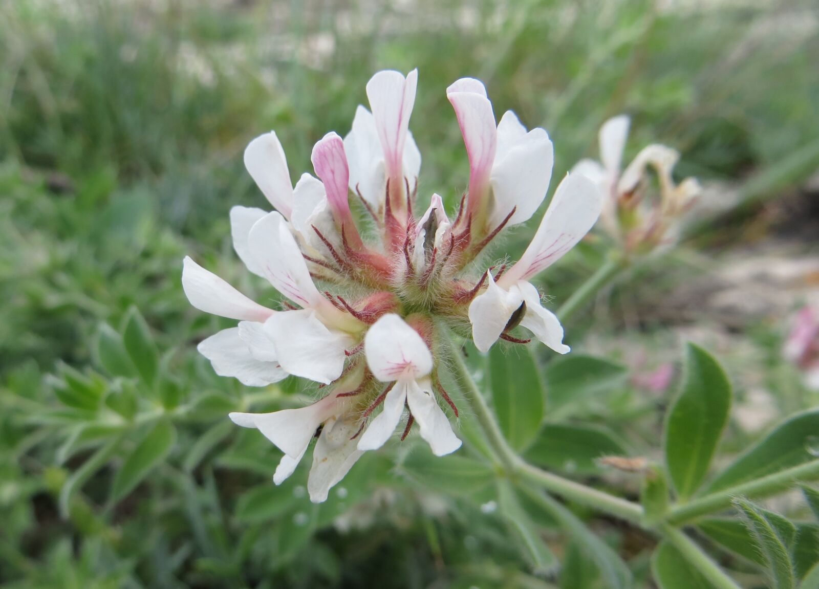 Canon PowerShot SX260 HS sample photo. Flower, nature, summer photography