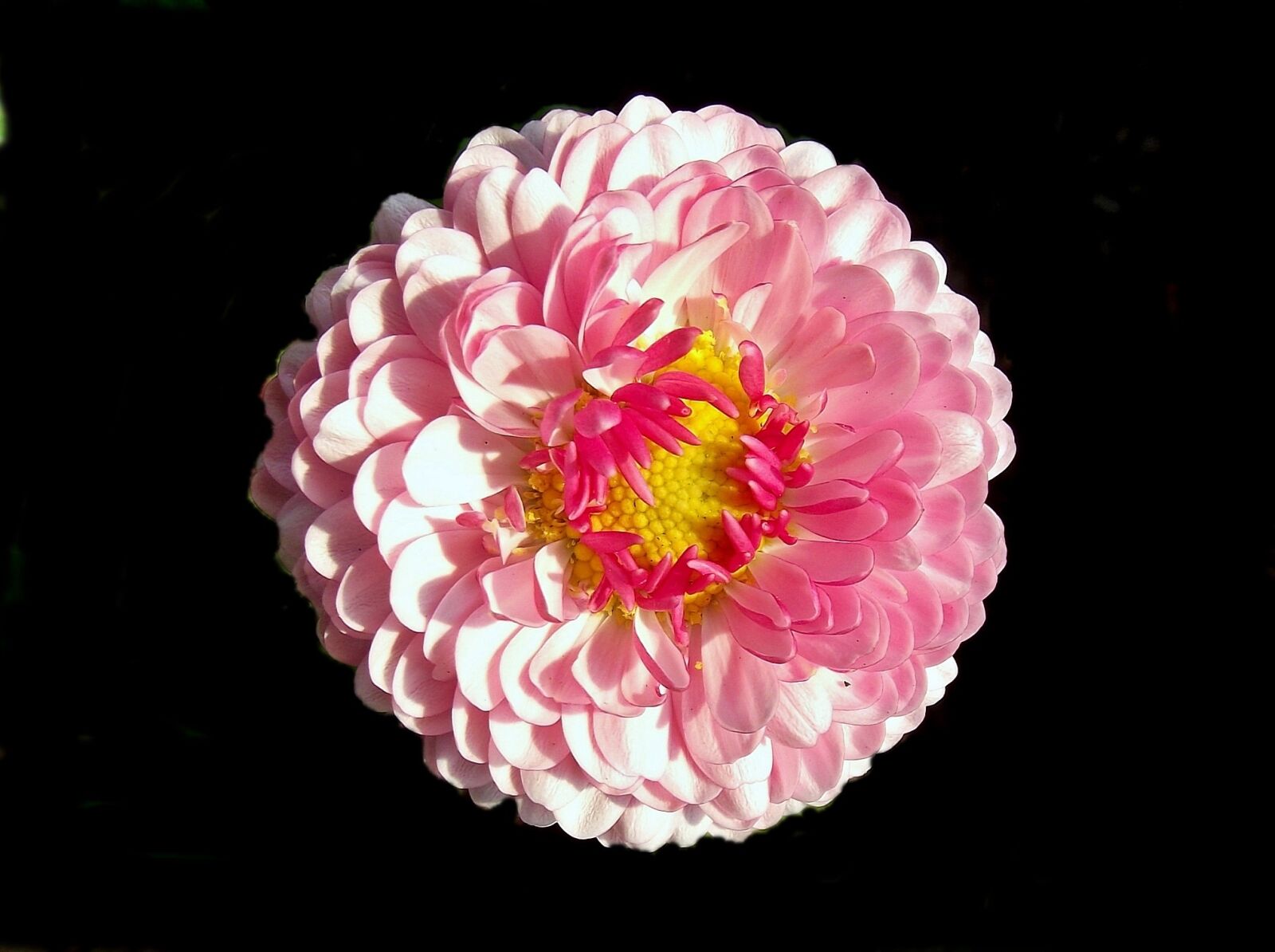 FujiFilm FinePix S1600 (FinePix S1770) sample photo. Flower, daisy, petal photography