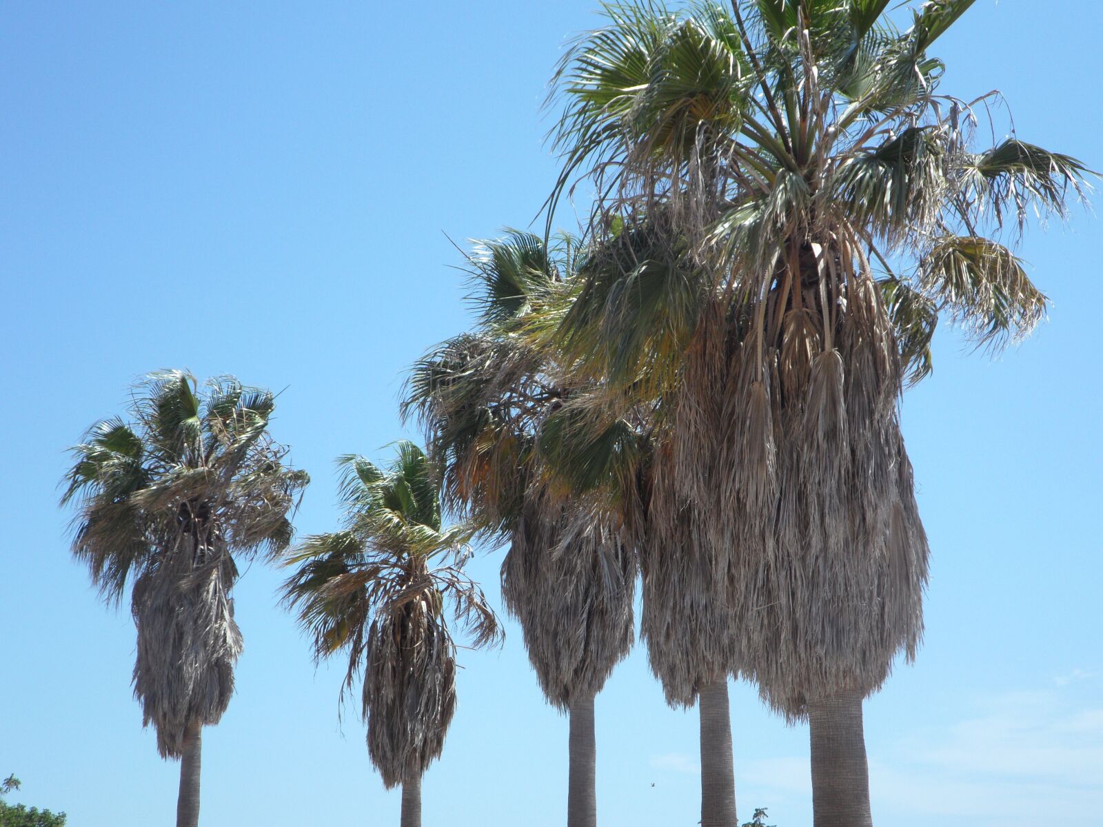 Samsung VLUU WB210, SAMSUNG WB210 sample photo. Palm trees, tropical, mediterranean photography