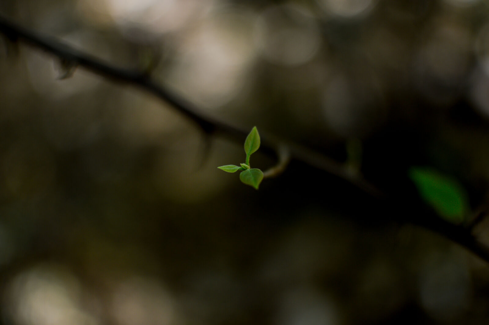 Nikon D3200 + Nikon AF-S DX Nikkor 35mm F1.8G sample photo. Blue, flowers, leaf, macro photography